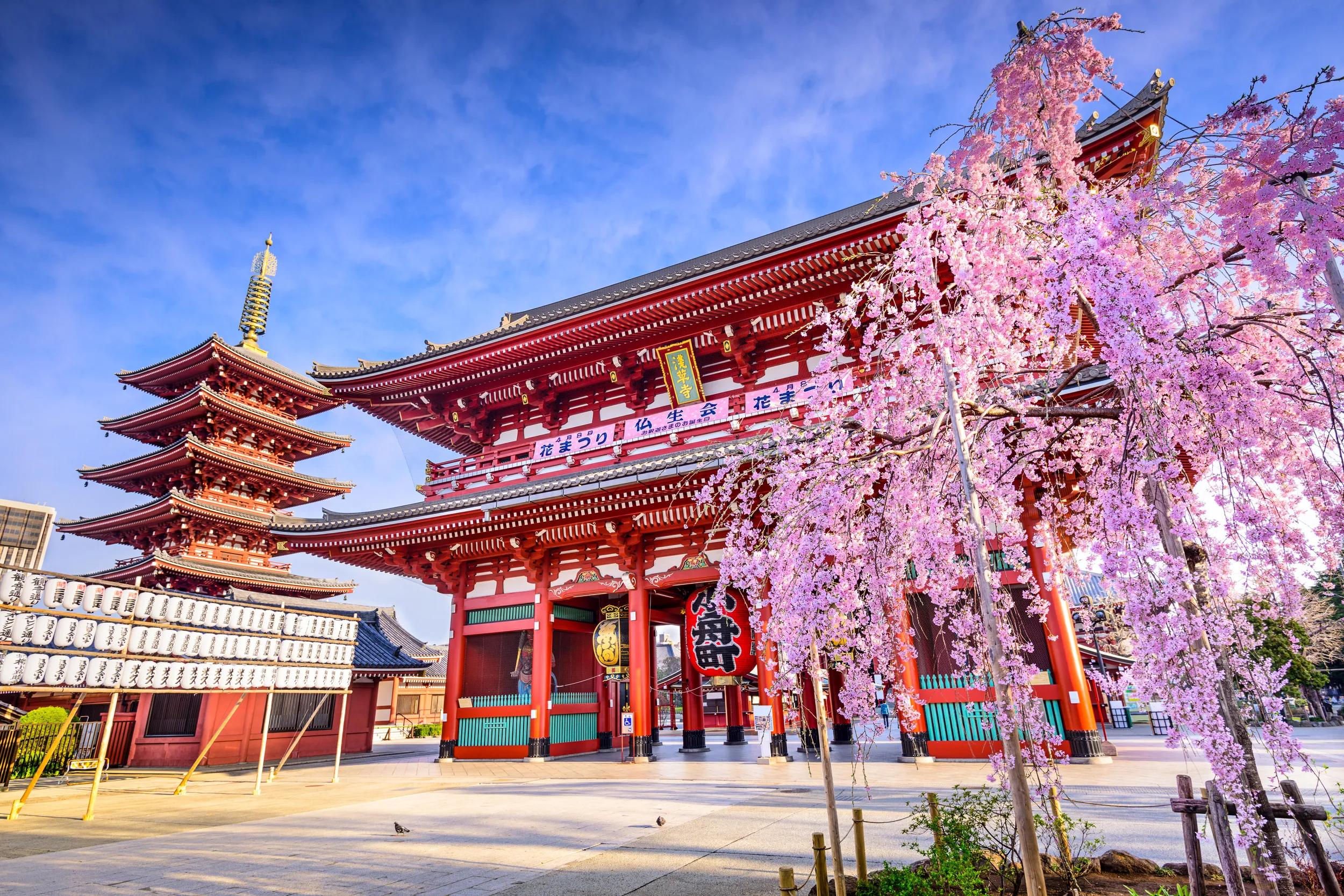 t-as-japan-tokyo-sensoji-temple-springtime-eex74x-a