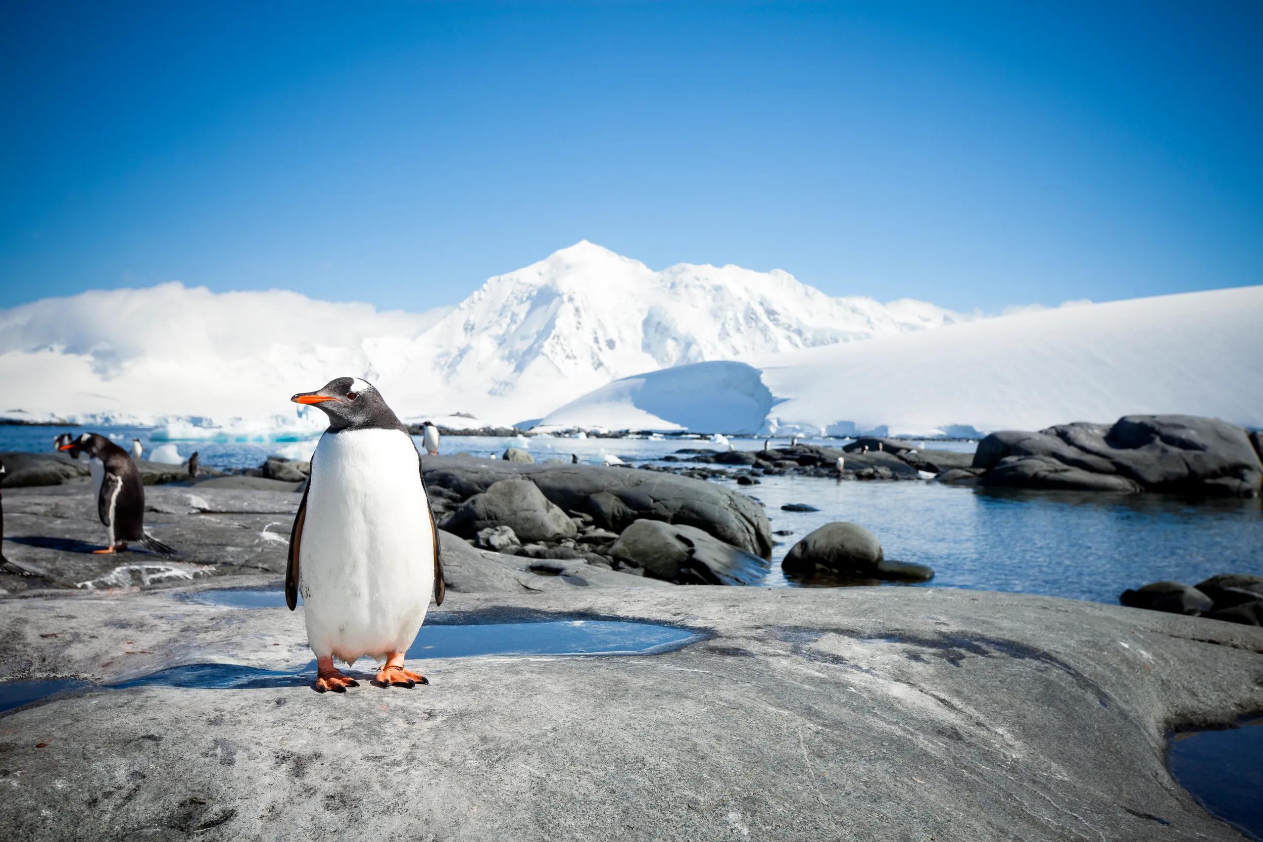 Penguin with Antarctic Landscape - original crop
