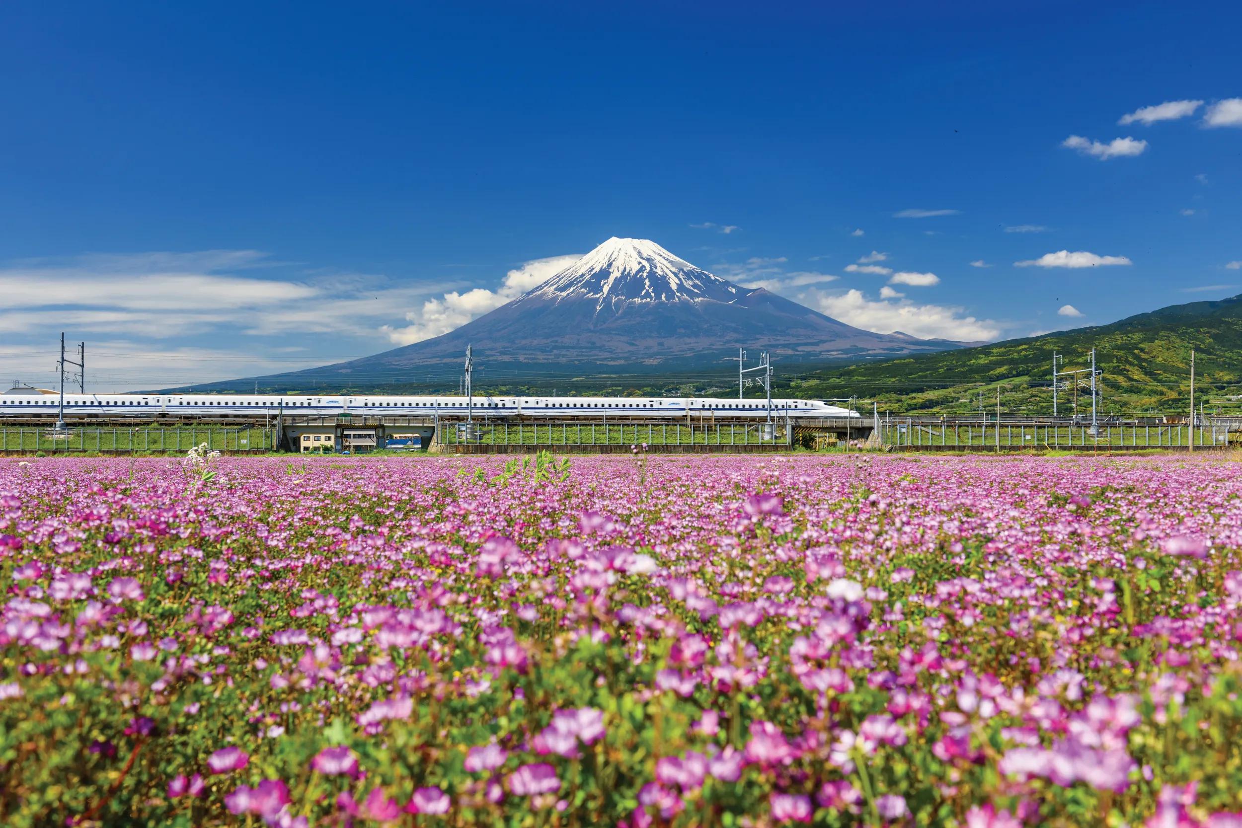 Shinkansen Bullet Train passing Mount Fuji with spring flowers in foreground on a sunny day with blue sky.