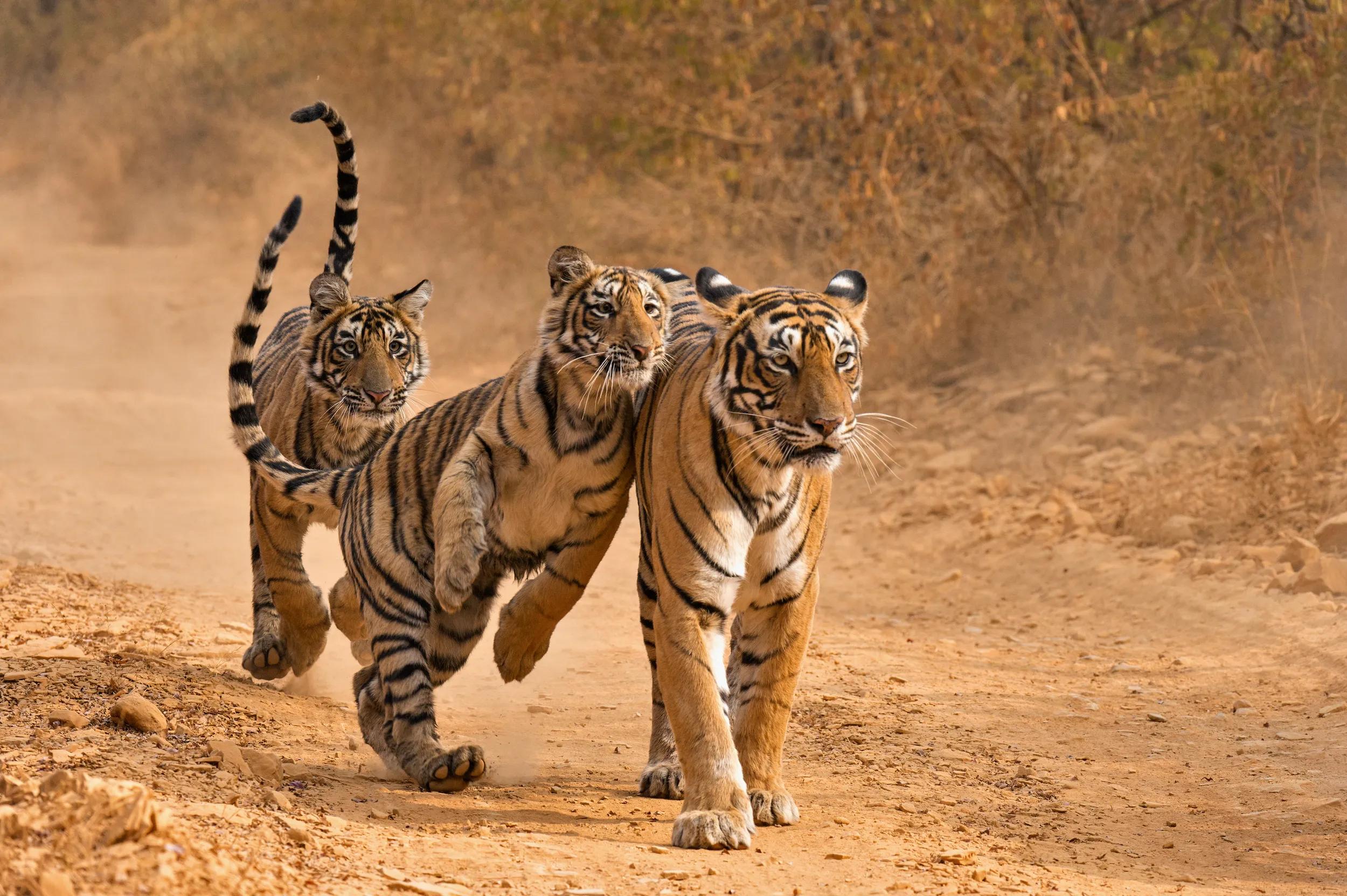 Three wild Bengal tiger - one mother and her two sub adult cubs, in a dirt track in the dry forests of Ranthambhore.