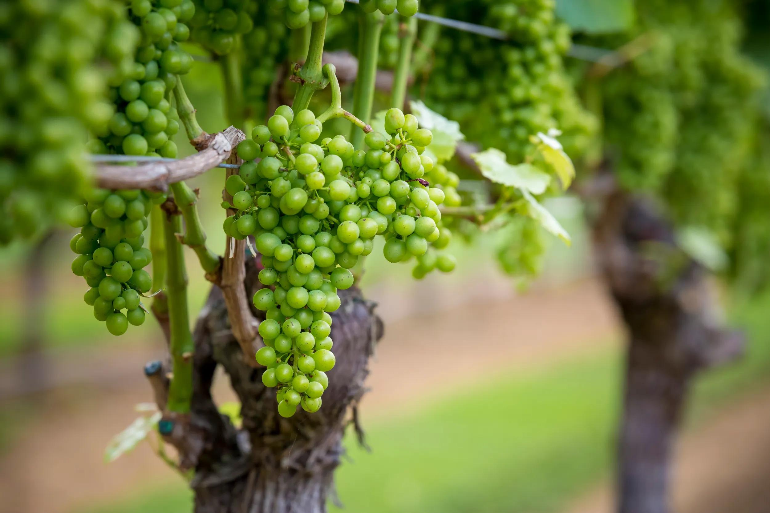 White grapes on vine