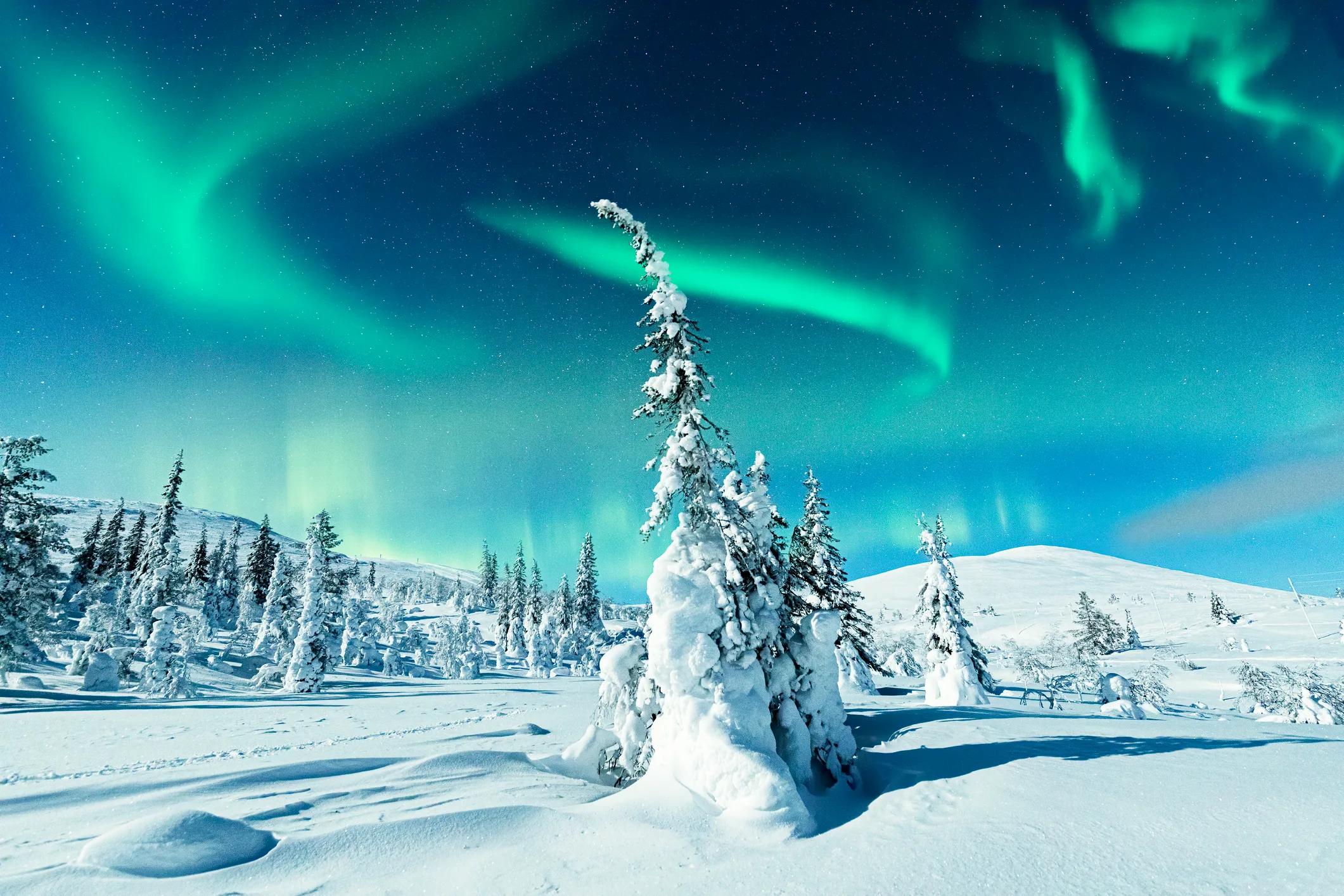 Moonlight on snow capped forest under the Northern Lights, Levi, Lapland, Finland