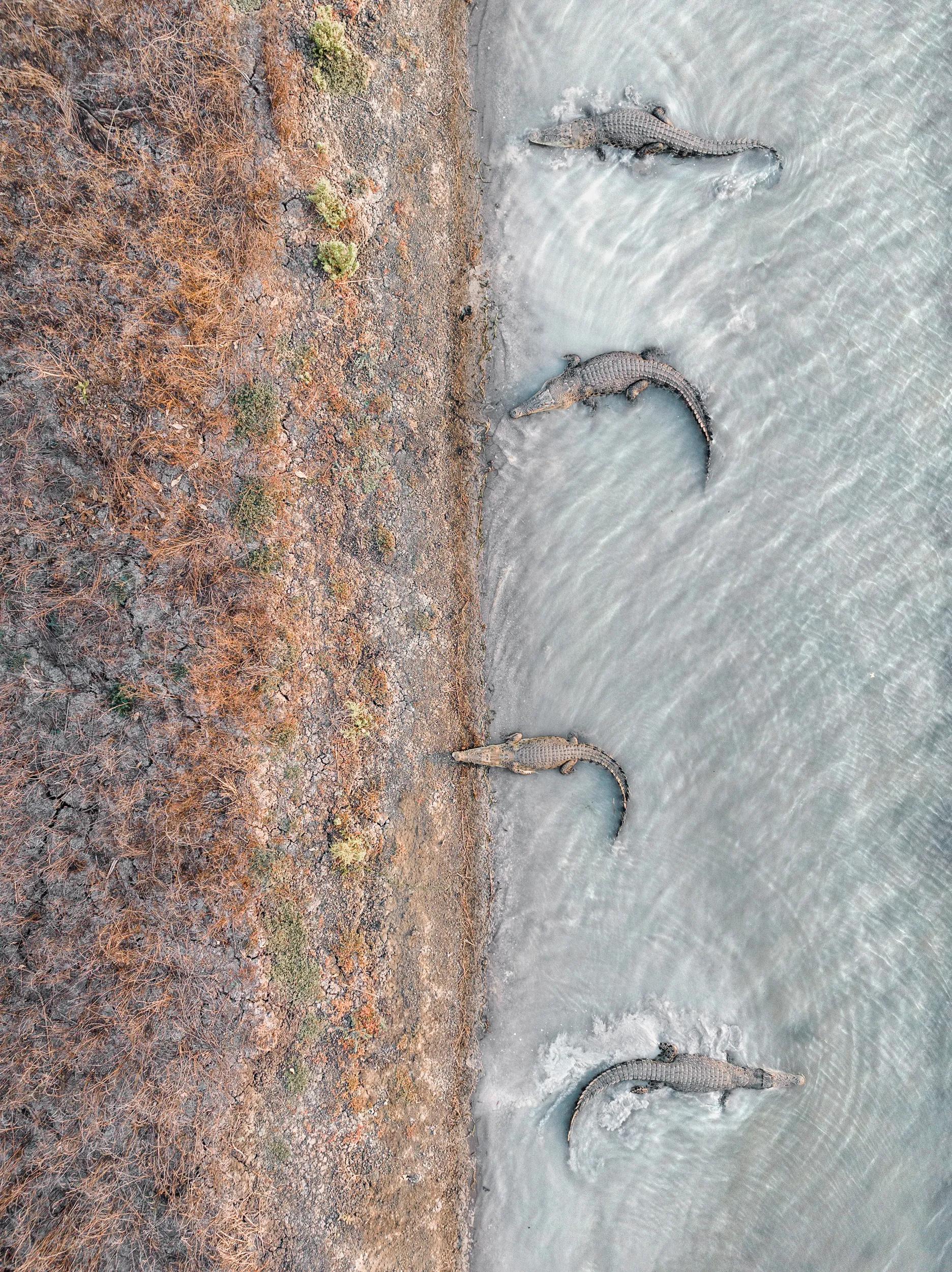 Overhead aerial view of four crocodiles on a riverbank.