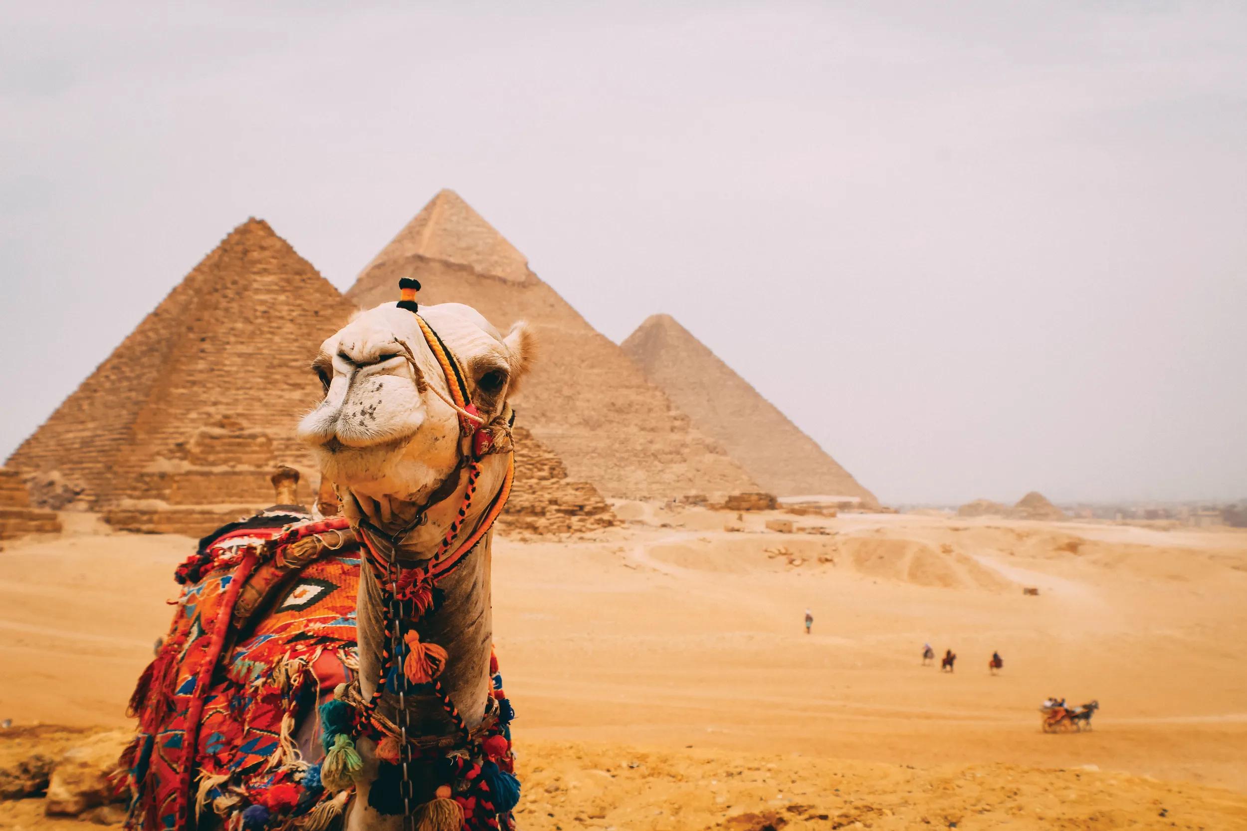 Panoramic view of the six great pyramids of Egypt with a camel in front. Pyramid of Khafre, pyramid of Khufu, and the red pyramid.