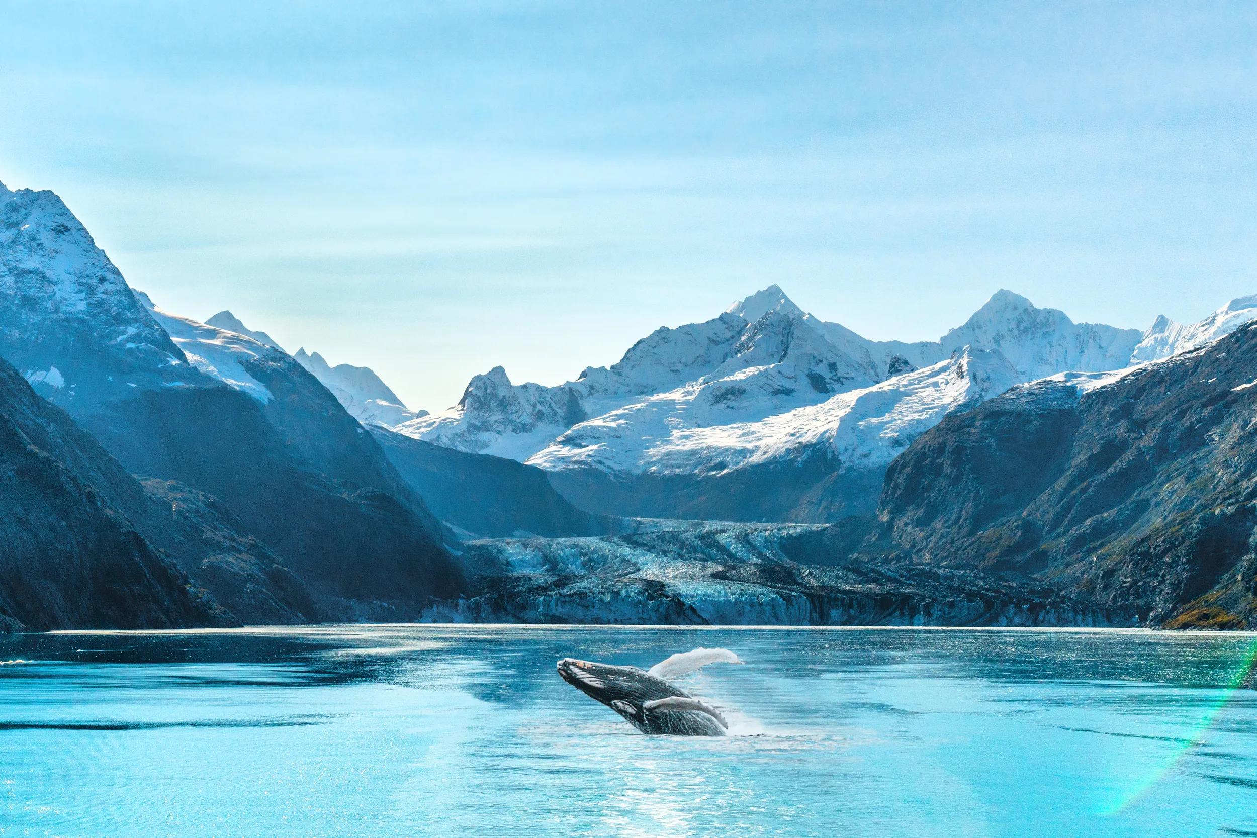 Alaska cruise travel Glacier Bay vacation. Whale watching tour concept for USA holiday destination.