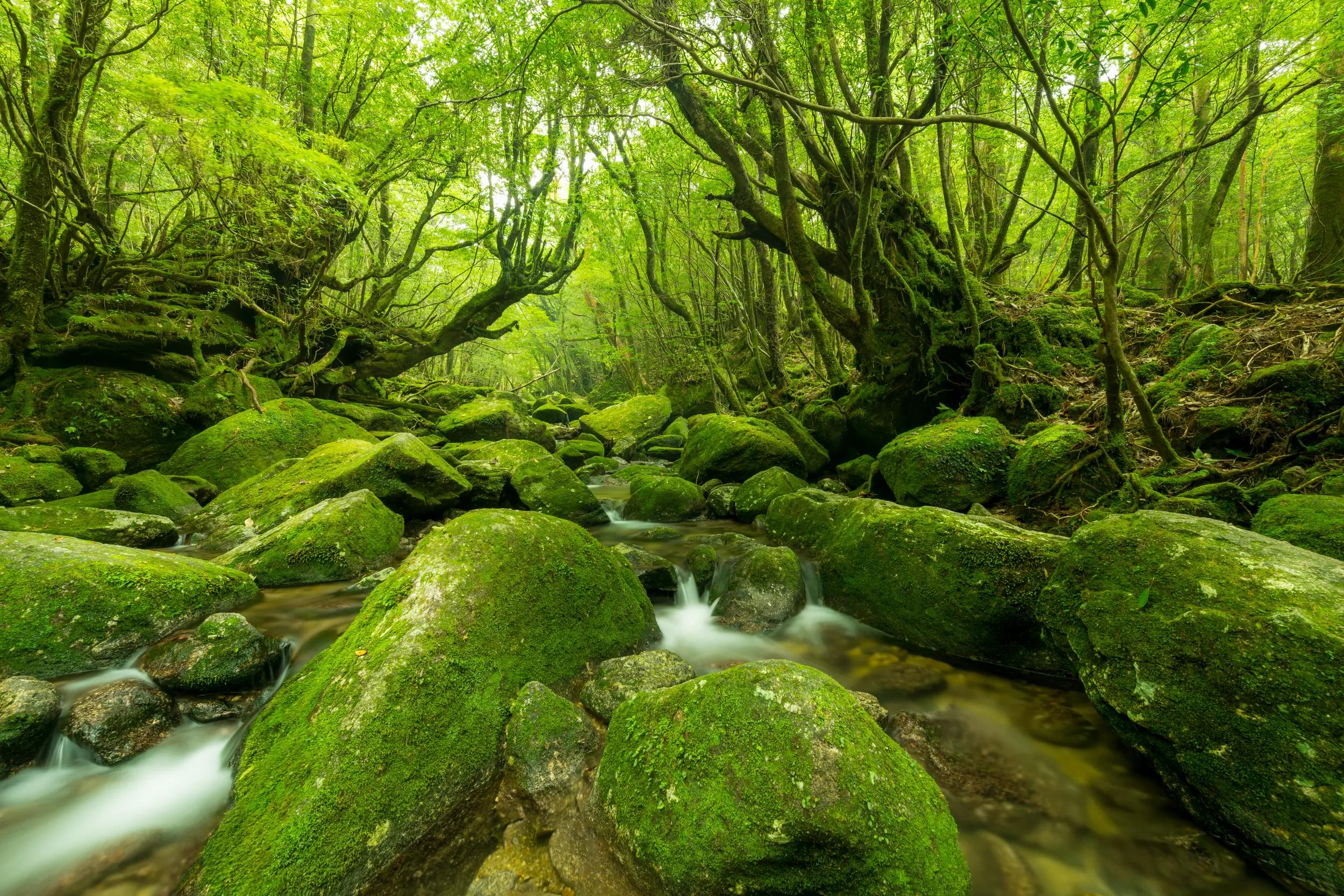 t-as-japan-yakushima-island-1029276094-g-rf