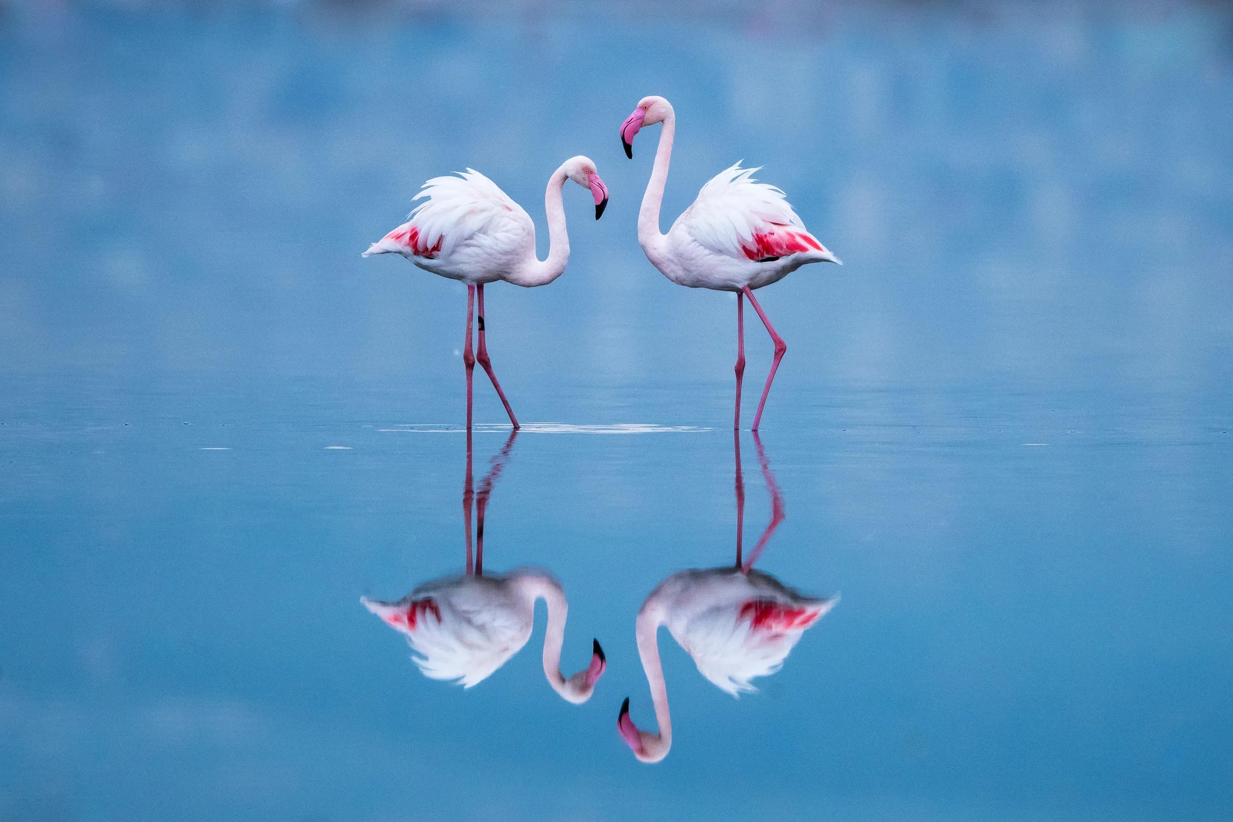 Greater flamingos (Phoenicopterus roseus) with reflections at dawn, Axios Delta National Park, Thessaloniki, Greece