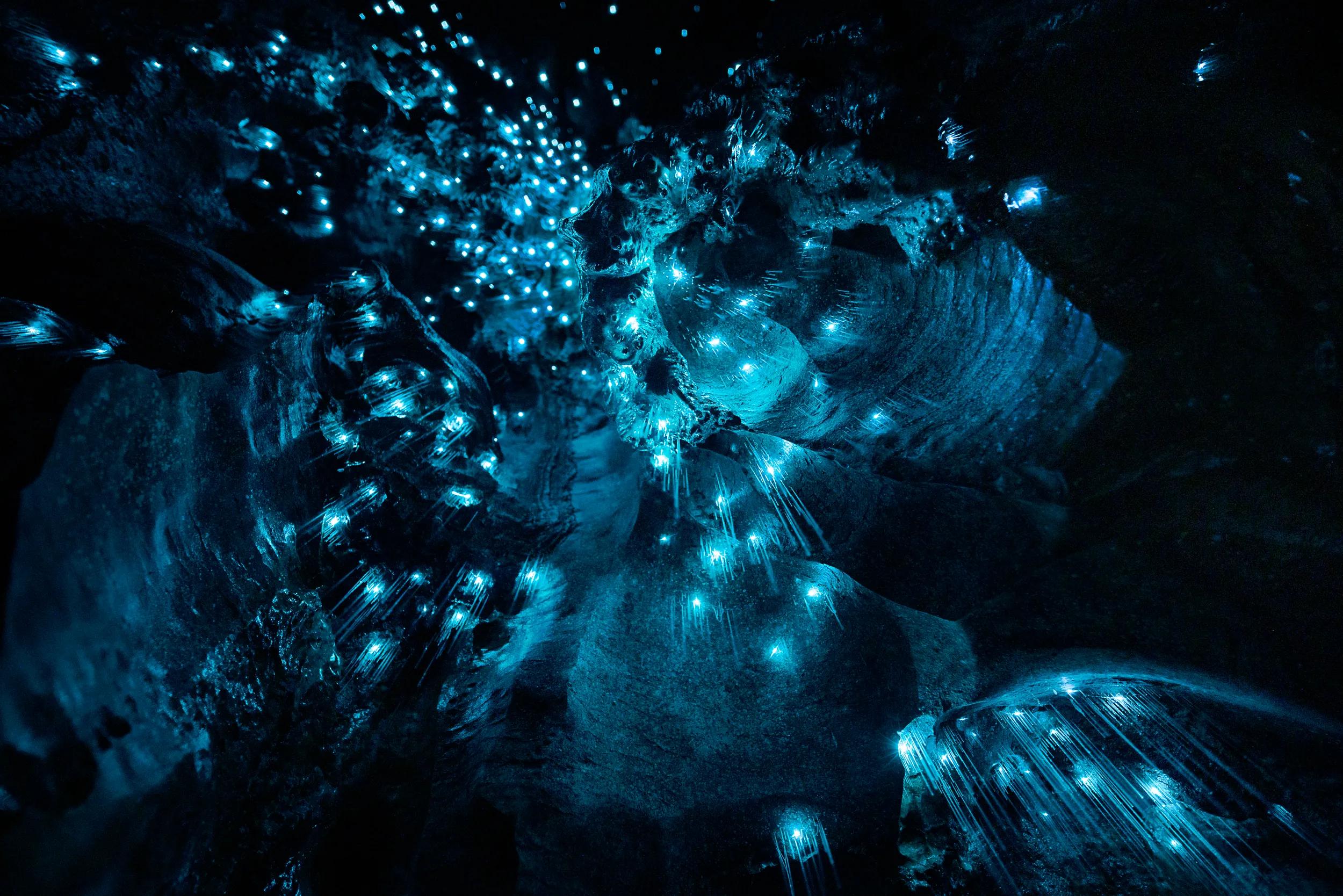 Abstract Art of Nature - Close Up of New Zealand Glow Worms in Cave