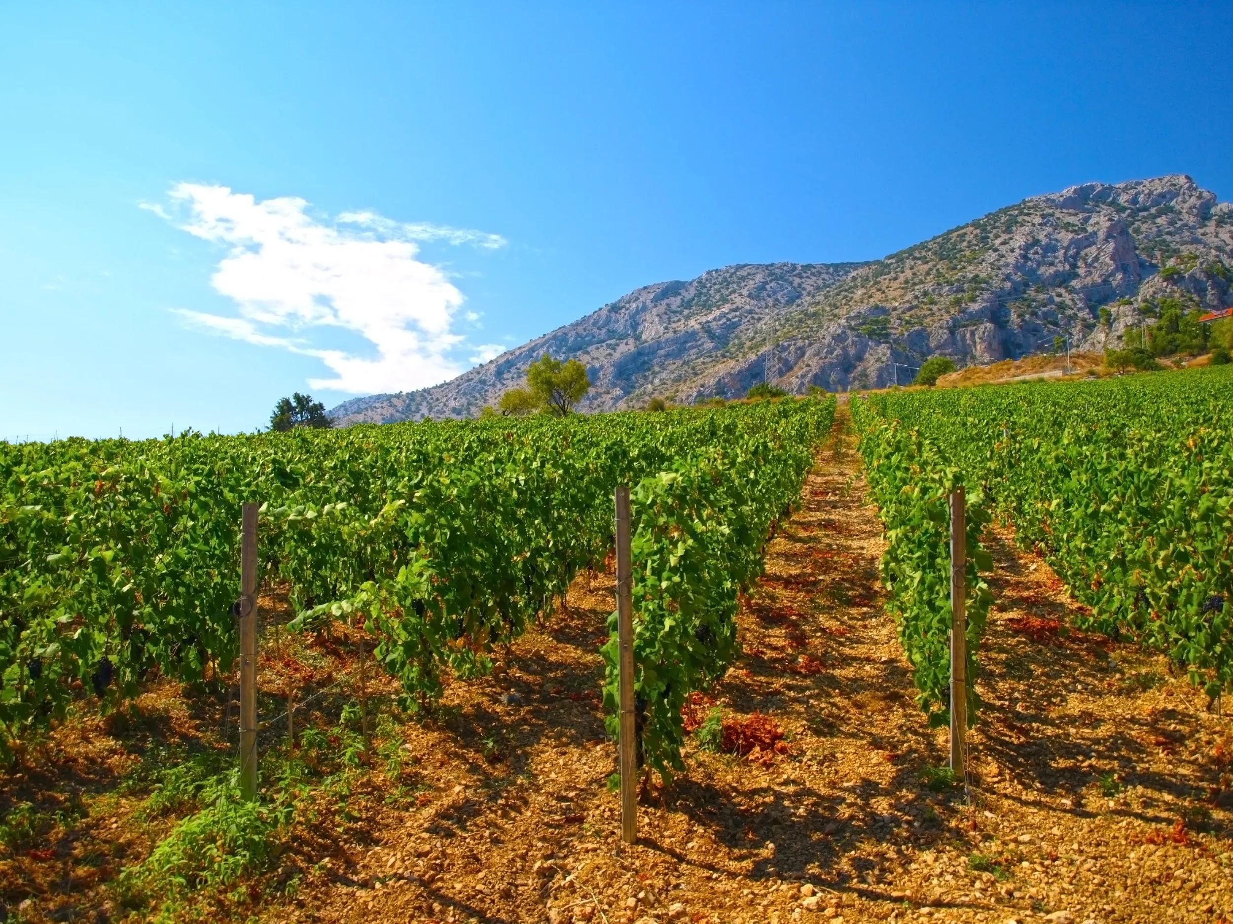 Beautiful Dalmatian vineyard, Brac island location, Croatia