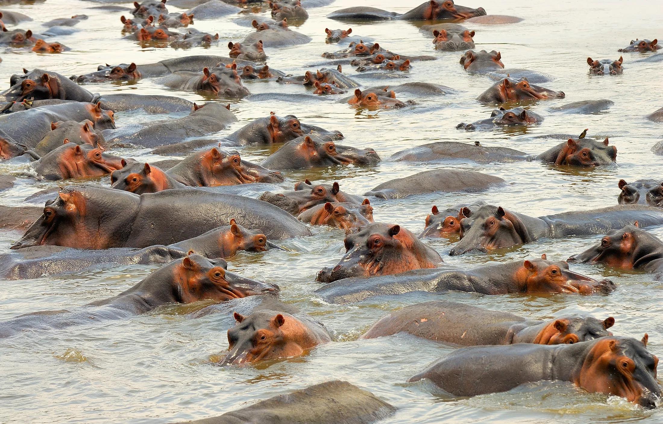 Hippos in water.