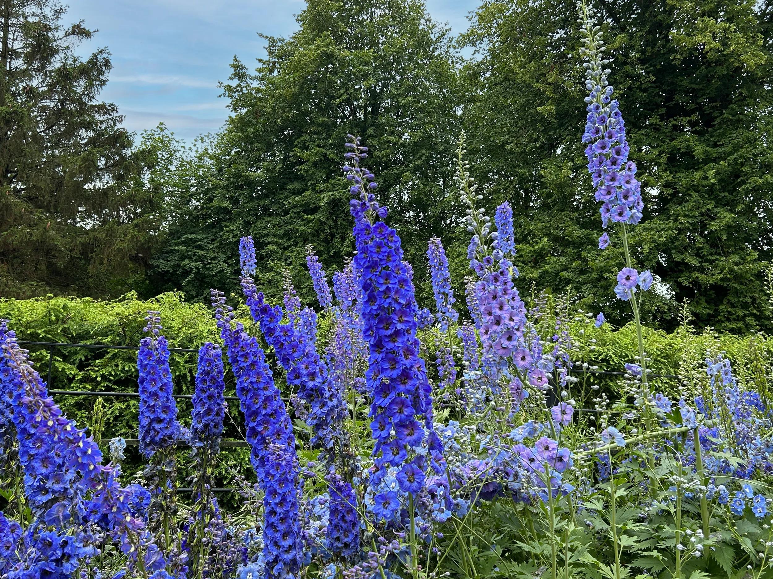 Dumfries House gardens, Scotland.