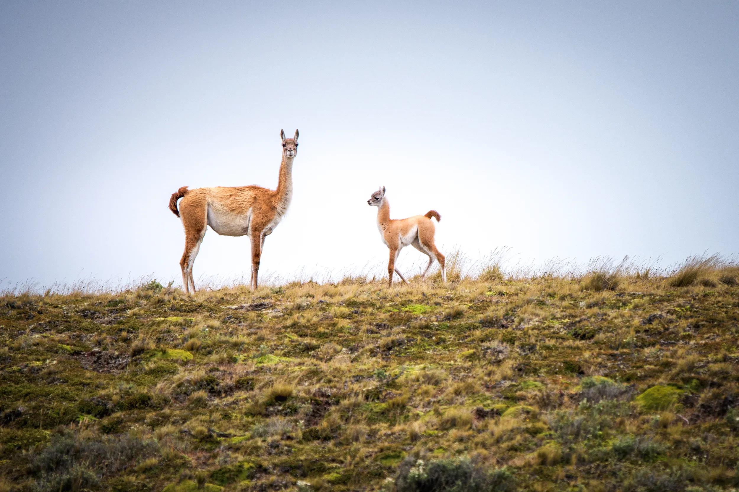 Guanacos of Tierra del Fuego near Porvenir, Chile