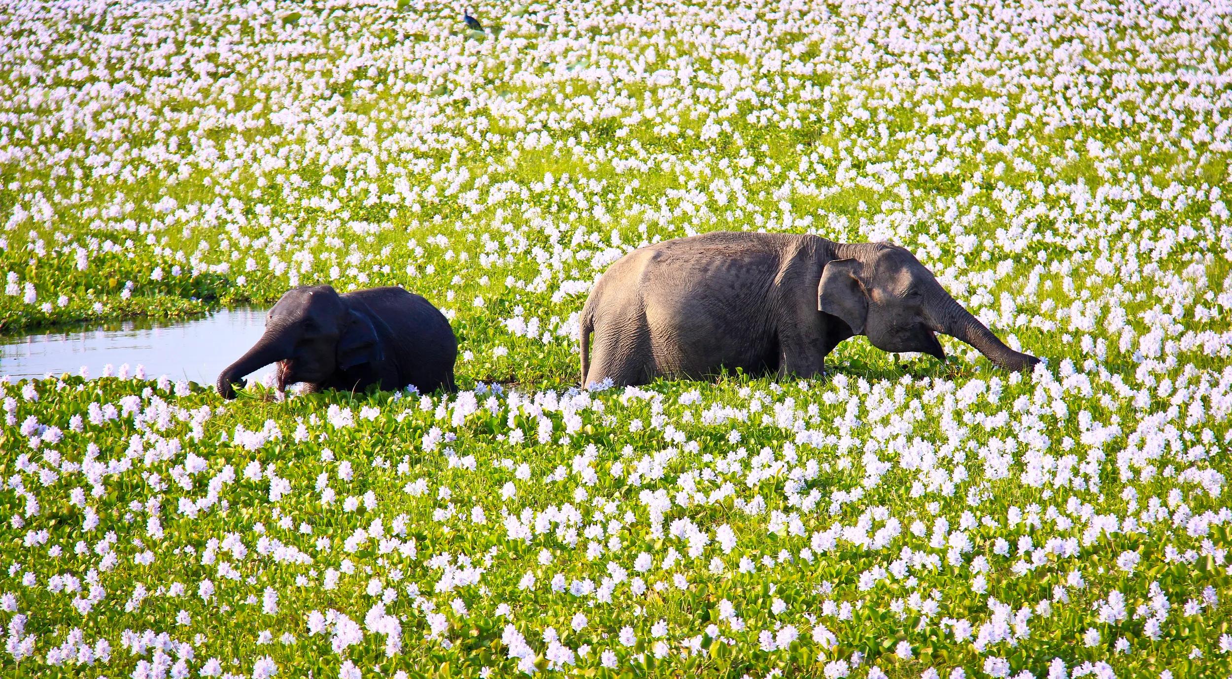 Yala National Park is one of the biggest national parks in SriLanka with a variety of wildlife in action