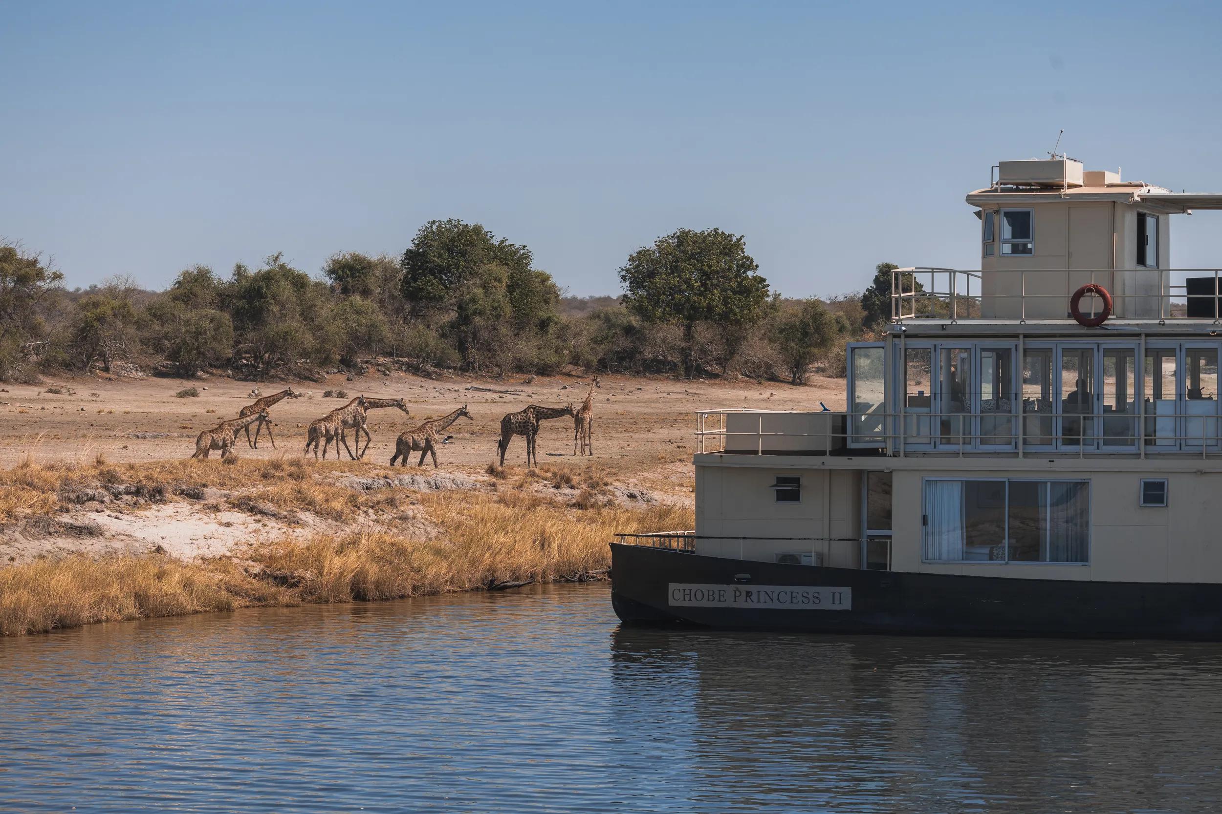 Chobe Princess Houseboat on river bank with giraffes.