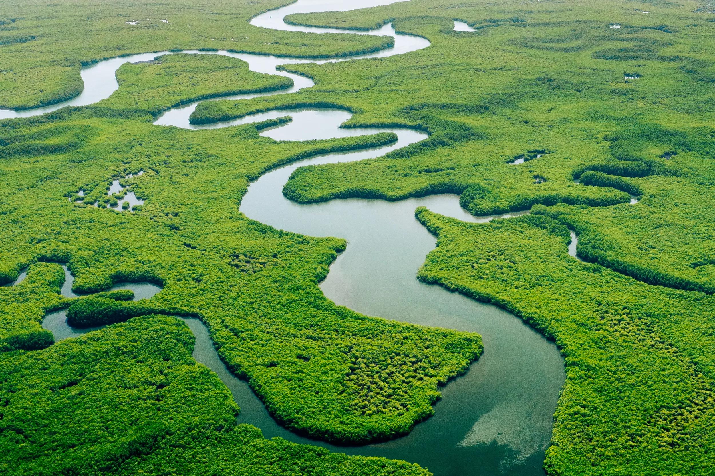 Aerial view of Peruvian Amazon rainforest. Bird's-eye view.