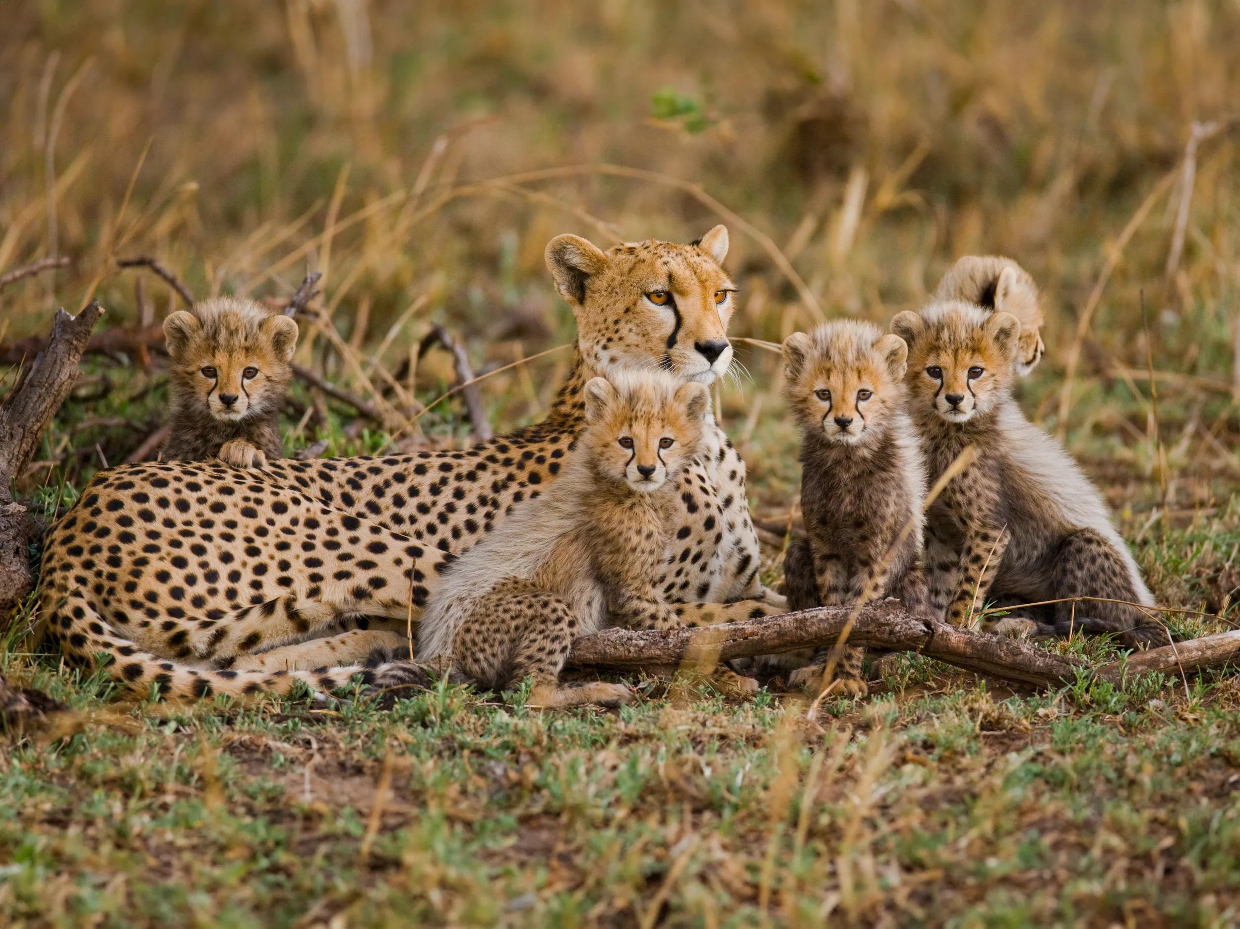 Cheetah with cubs Maasai Mara Kenya