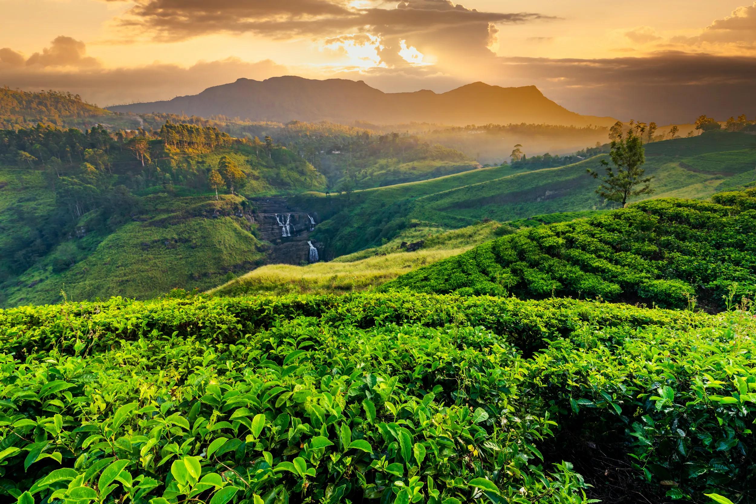Tea plantation and St Claire waterfall at sunrise, Sri Lanka.