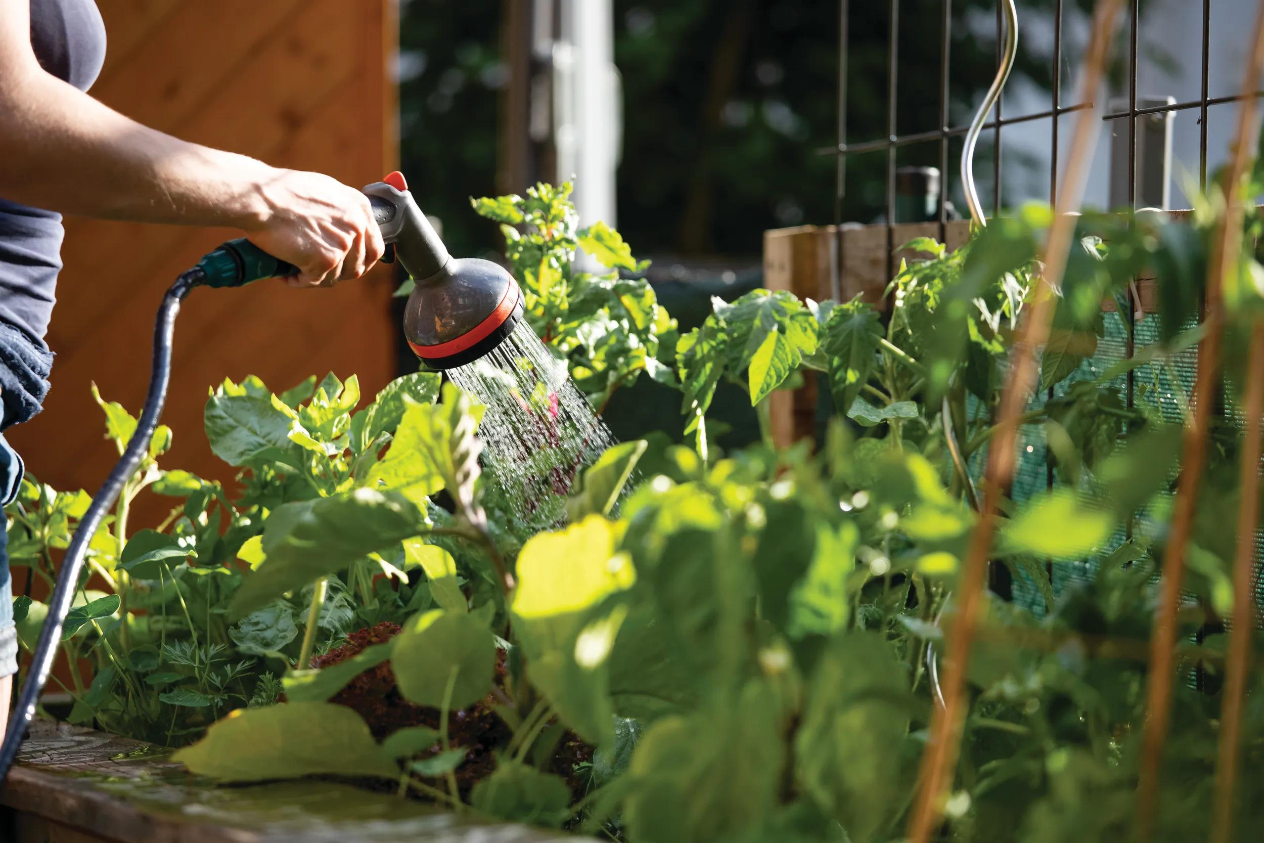 Urban gardening: Watering fresh vegetables and herbs on fruitful soil in the own garden, raised bed.