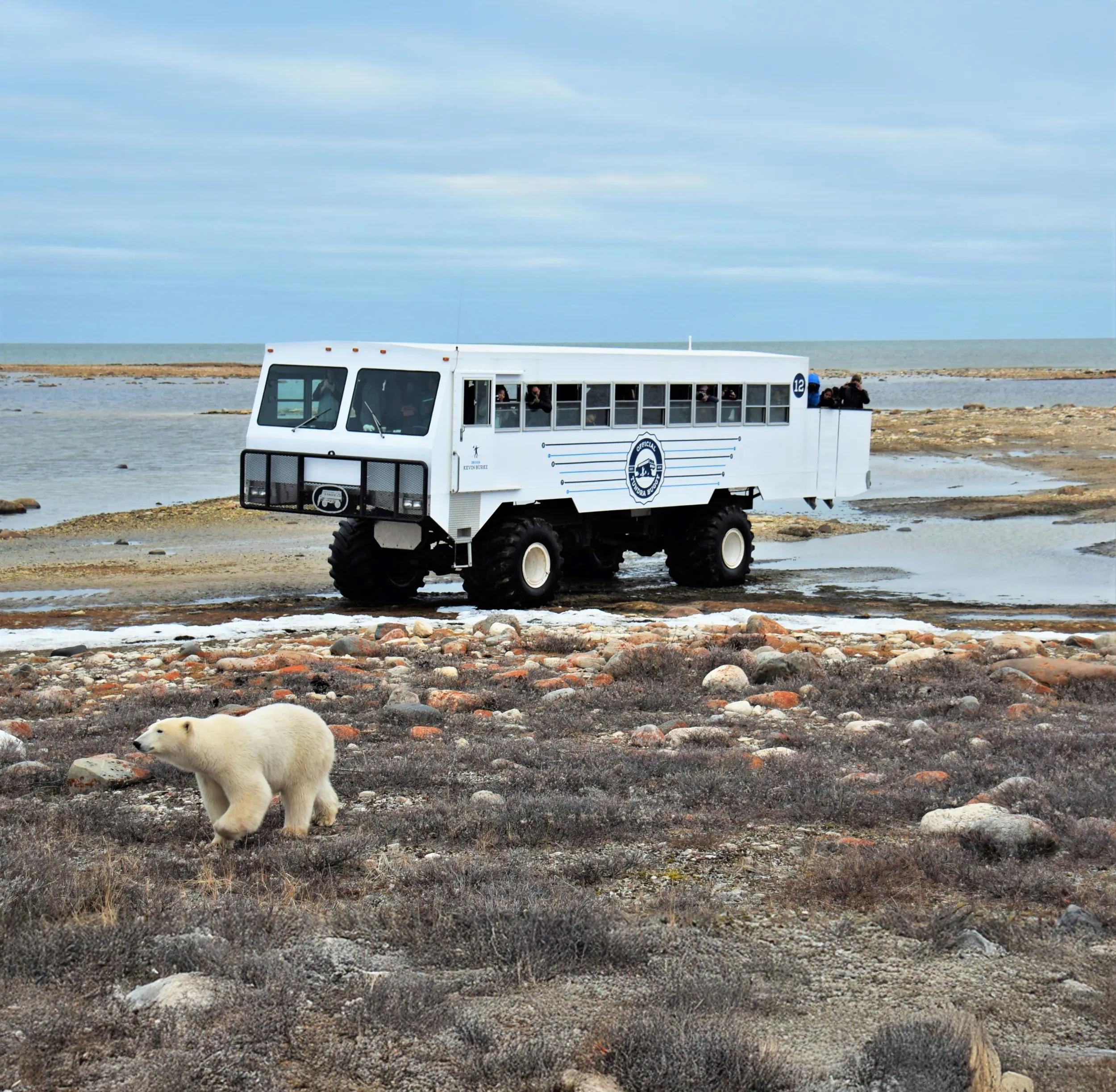 Experience an intimate encounter with a wild polar bear from an authentic Tundra Buggy®. 