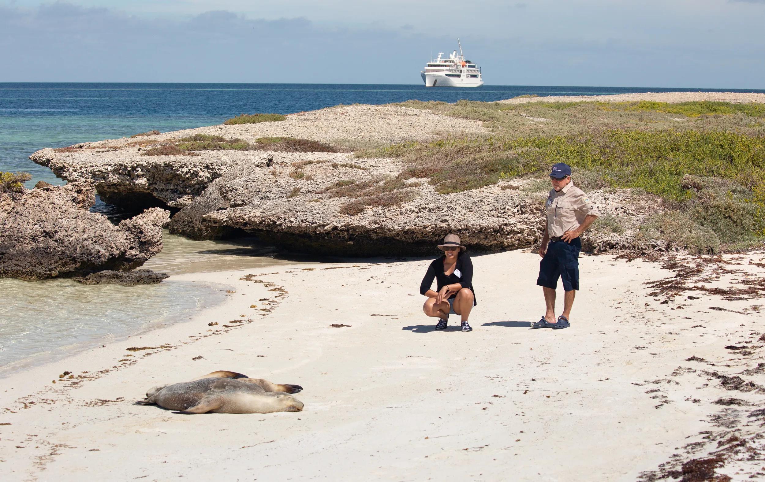 Coral Adventurer - Seals on beach - West Coast Abrolhos & The Coral Coast