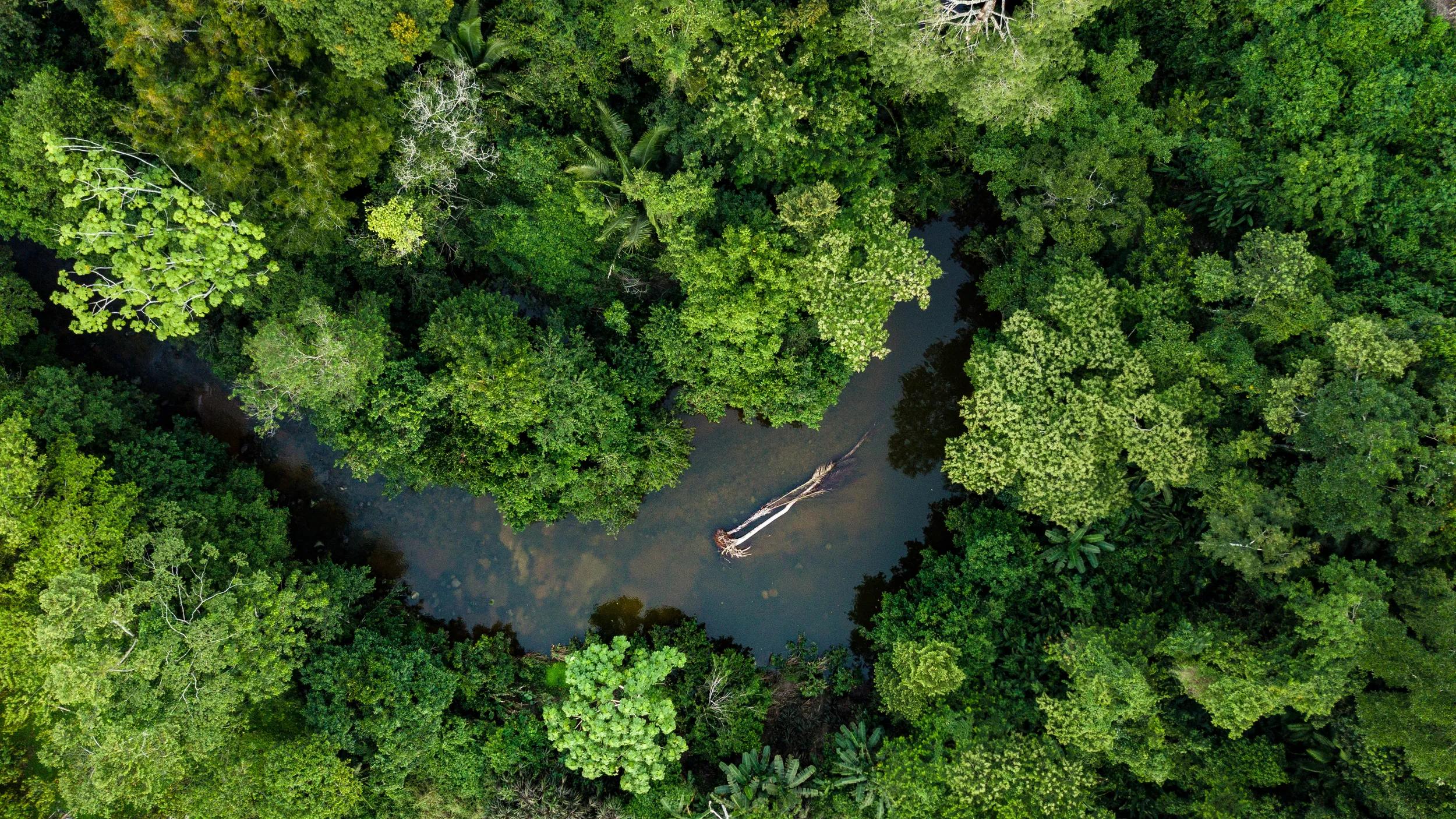 t-sca-peru-amazon-rainforest-aerial-view-trees-1677523960-s