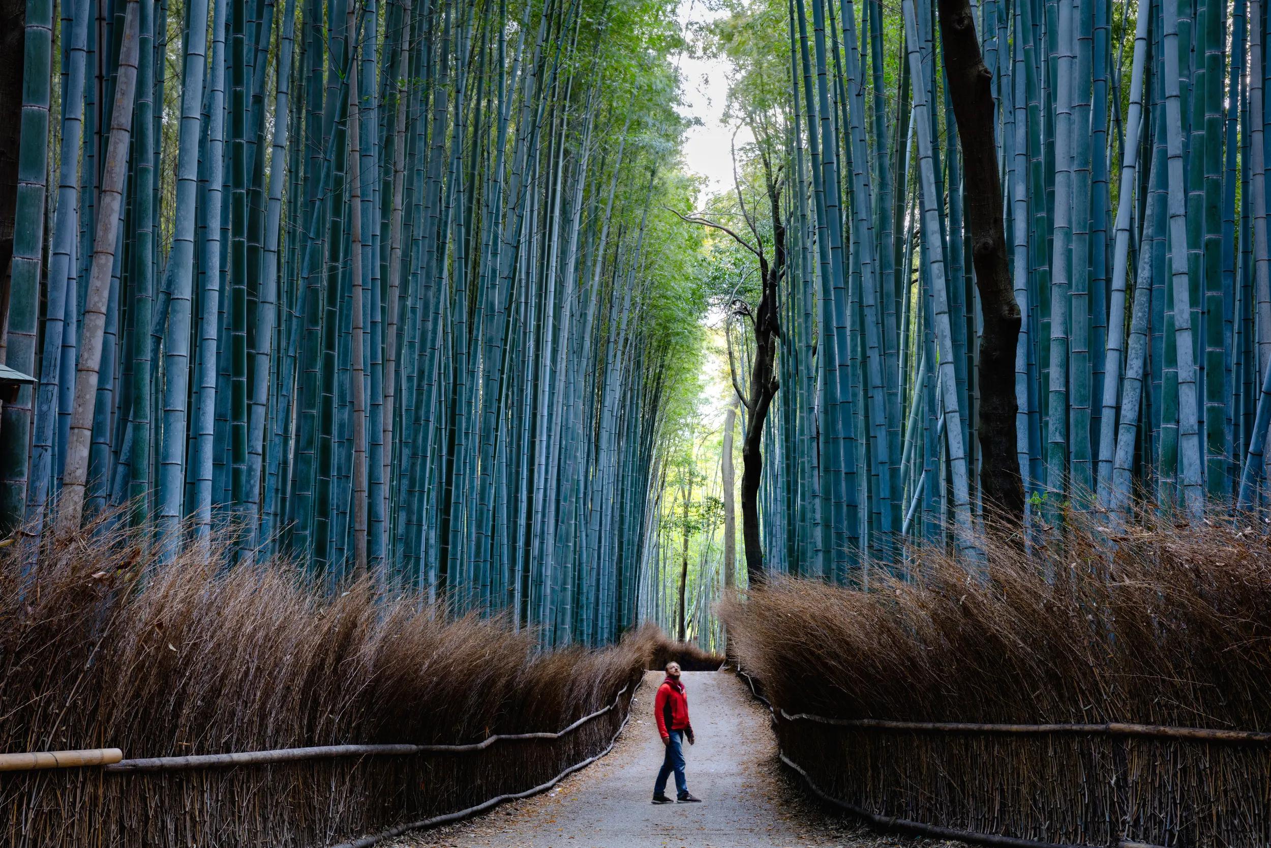 Arashiyama bamboo grove, Kyoto, Japan