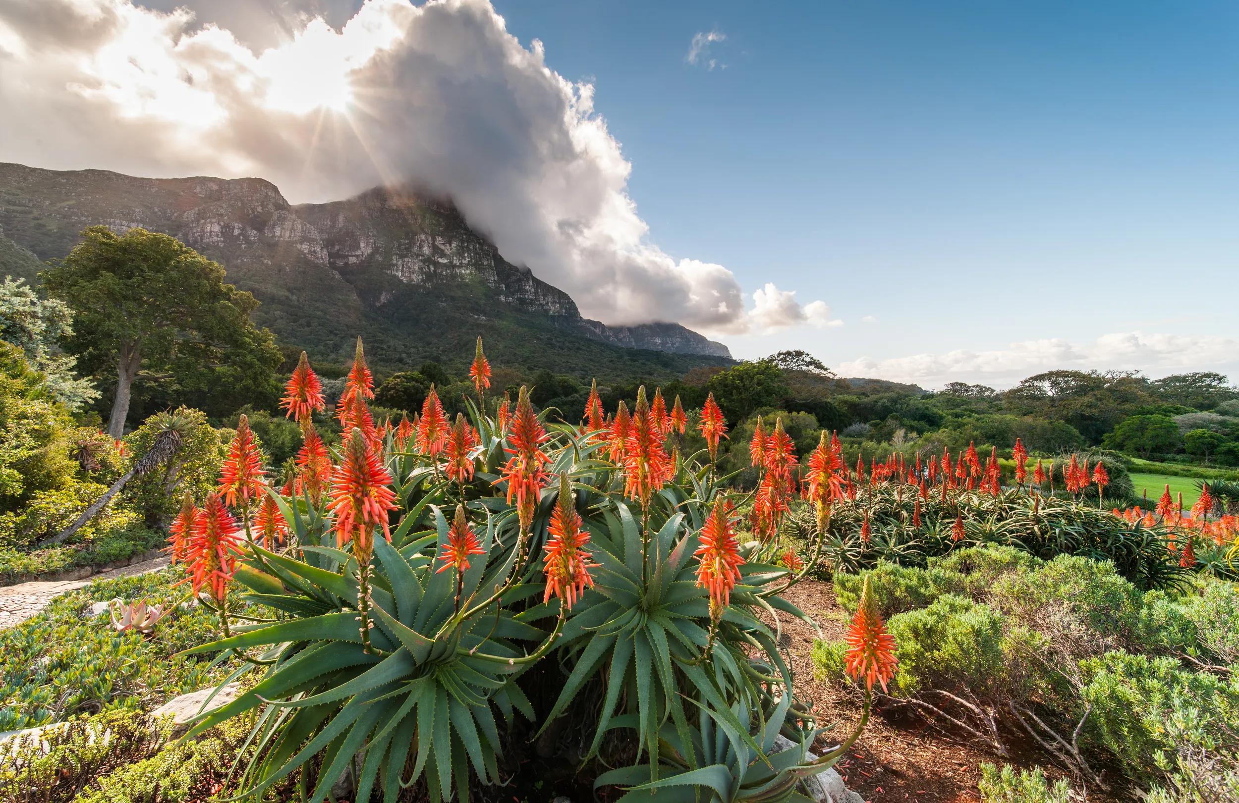 Red Aloe flowers in full bloom with a mountainous backdrop