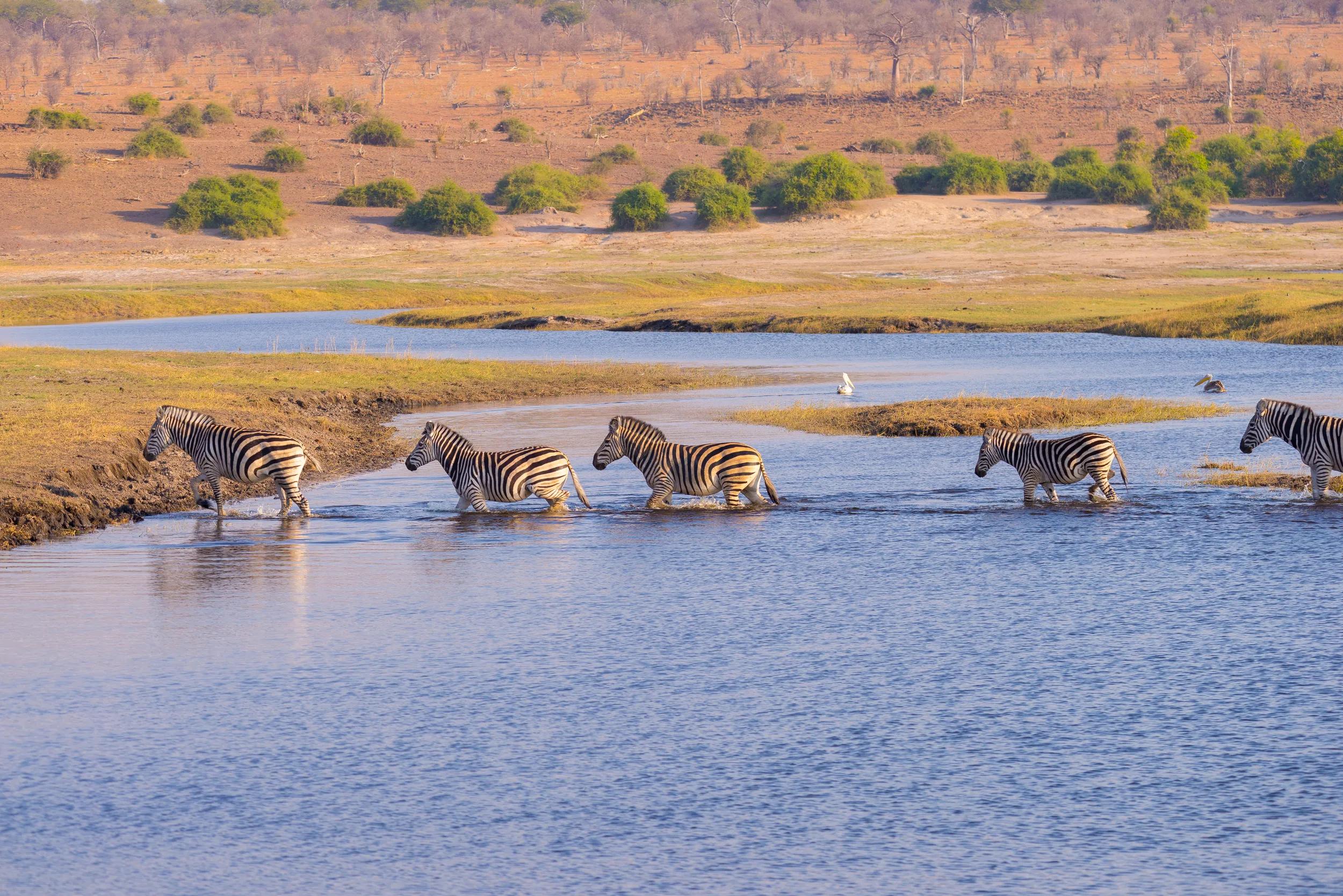 Zebras crossing Chobe river. Glowing warm sunset light. Wildlife Safari in the african national parks and wildlife reserves.