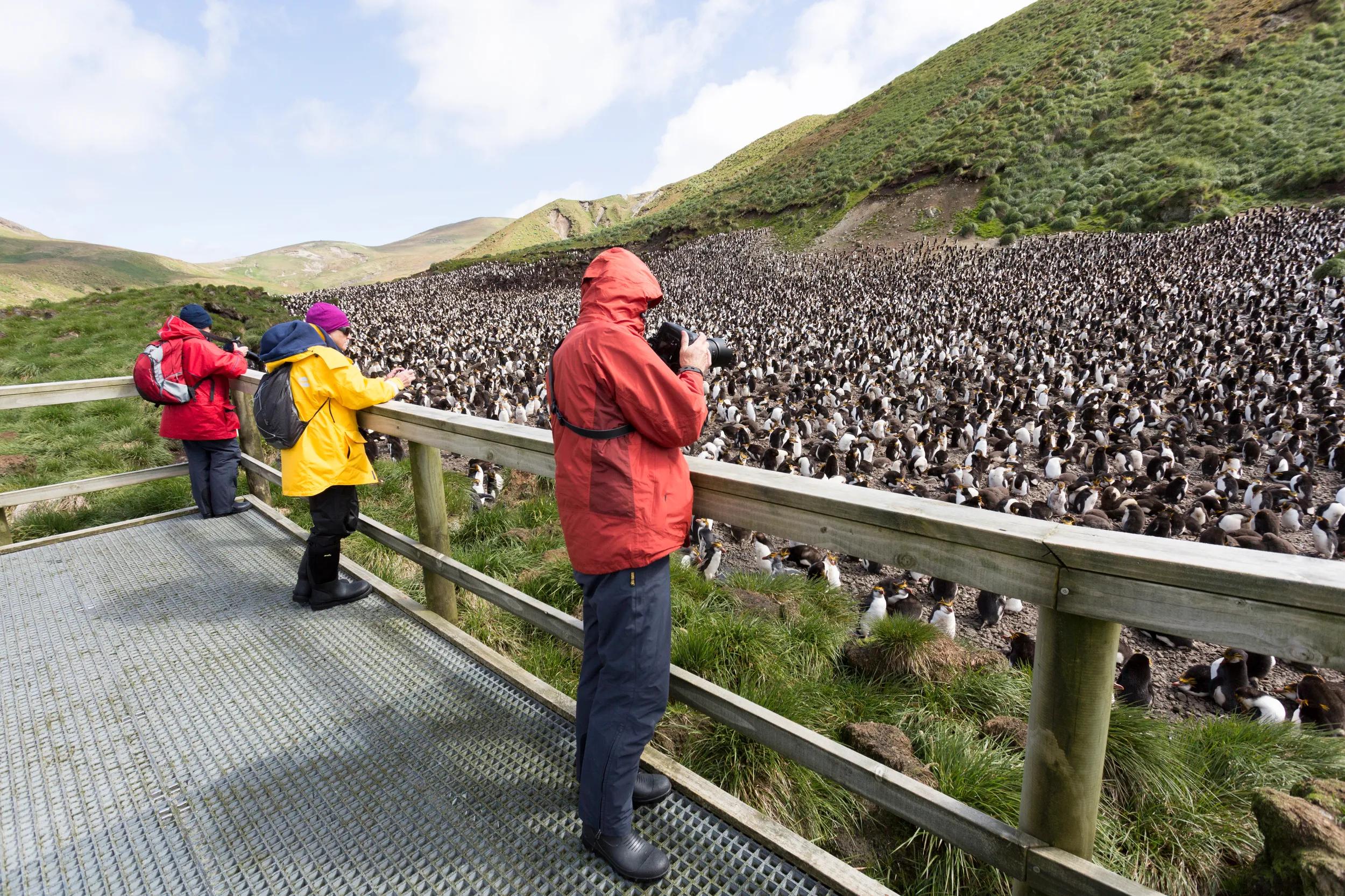 People on platform viewing large mass of penguins - Credit required