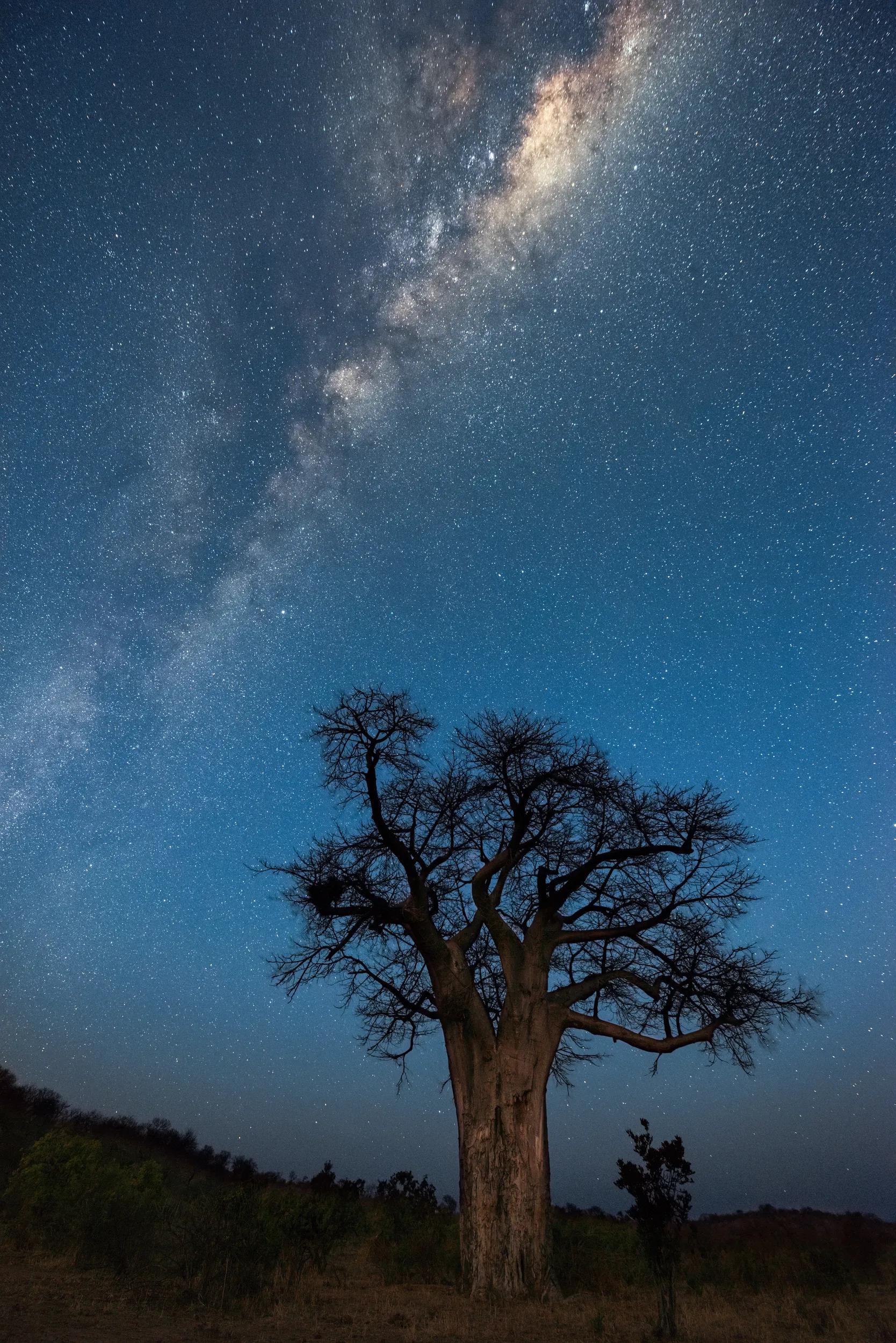 A vertical Milky Way night sky photograph, of the galactic centre rising above an ancient baobab tree, taken in the Pafuri Concession of the Kruger National Park, South Africa.