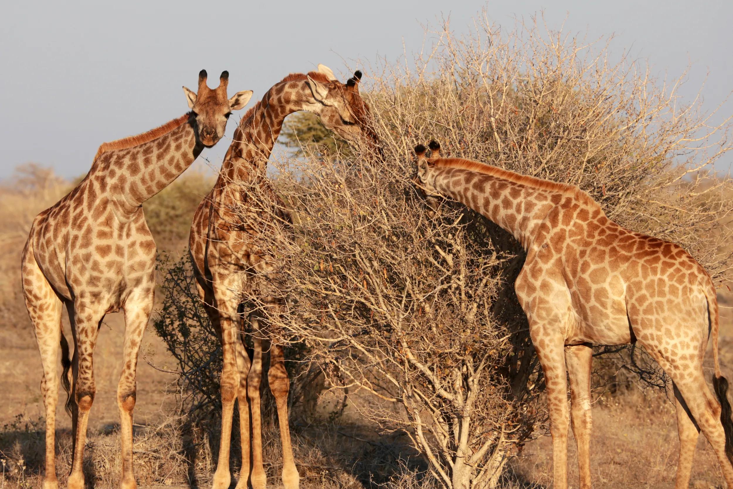 Image provided by guest Wayne Gill for APT digital social and marketing platforms only.