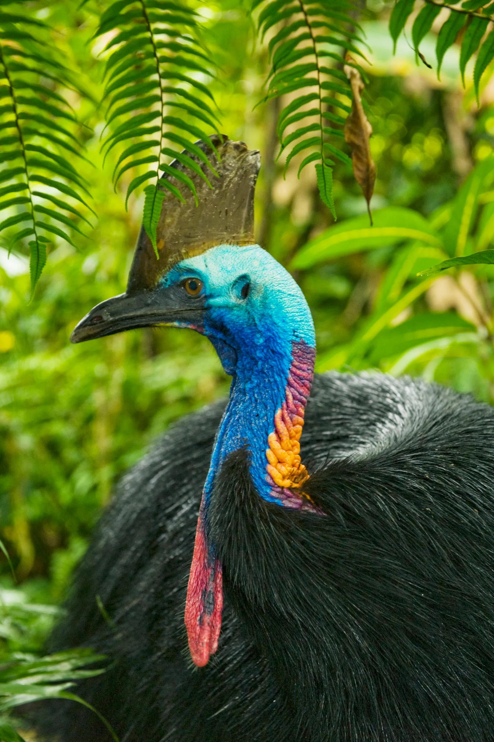Southern Cassowary (Casuarius casuarius) Male.