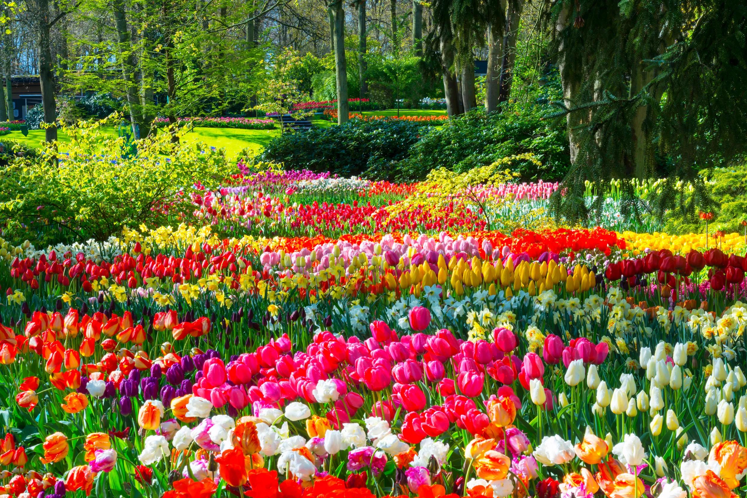 Colorful tulips, daffodils and hyacinths in a park