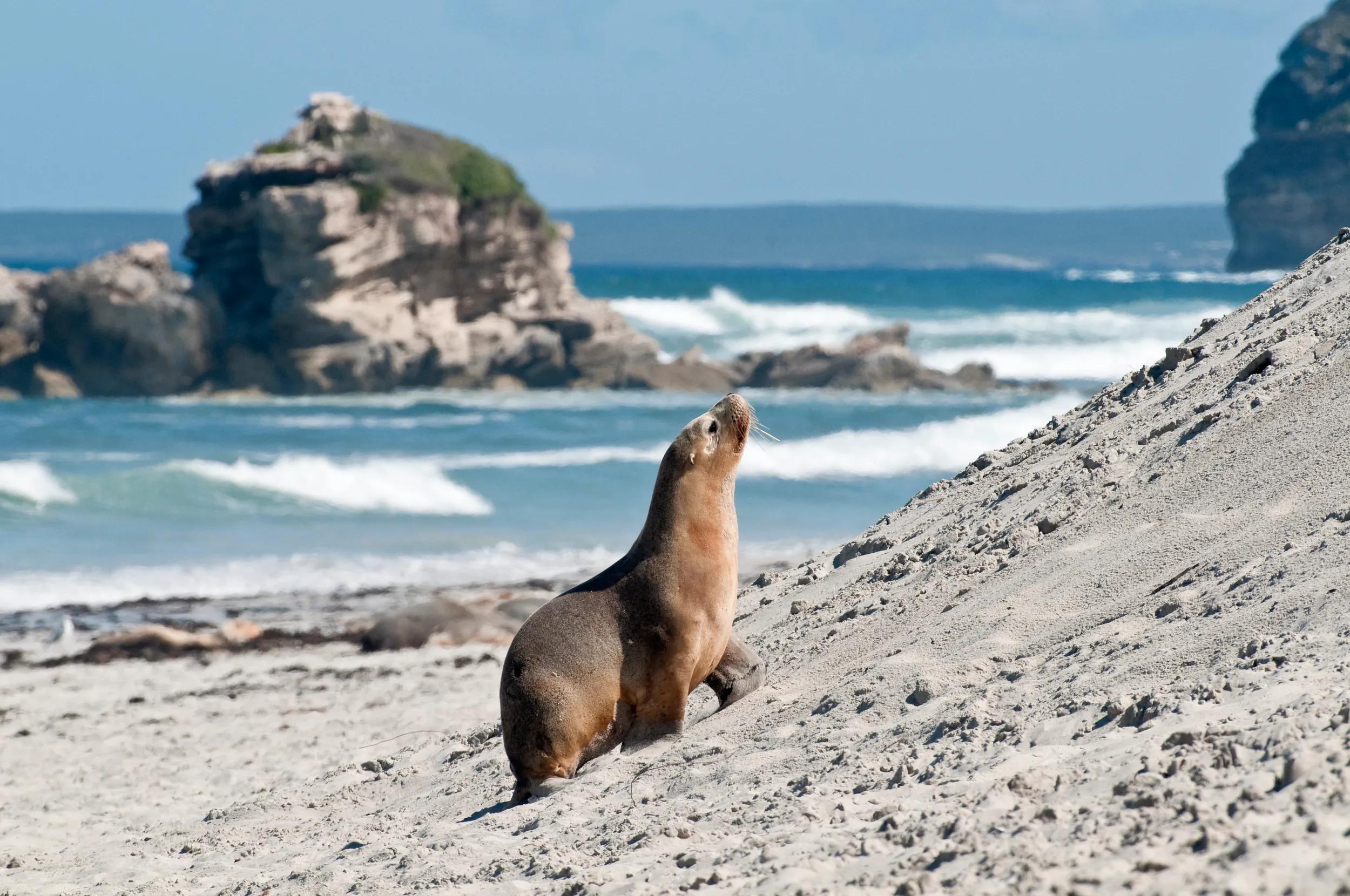 Seal Bay, Kangaroo Island, South Australia, Australia, Australasia