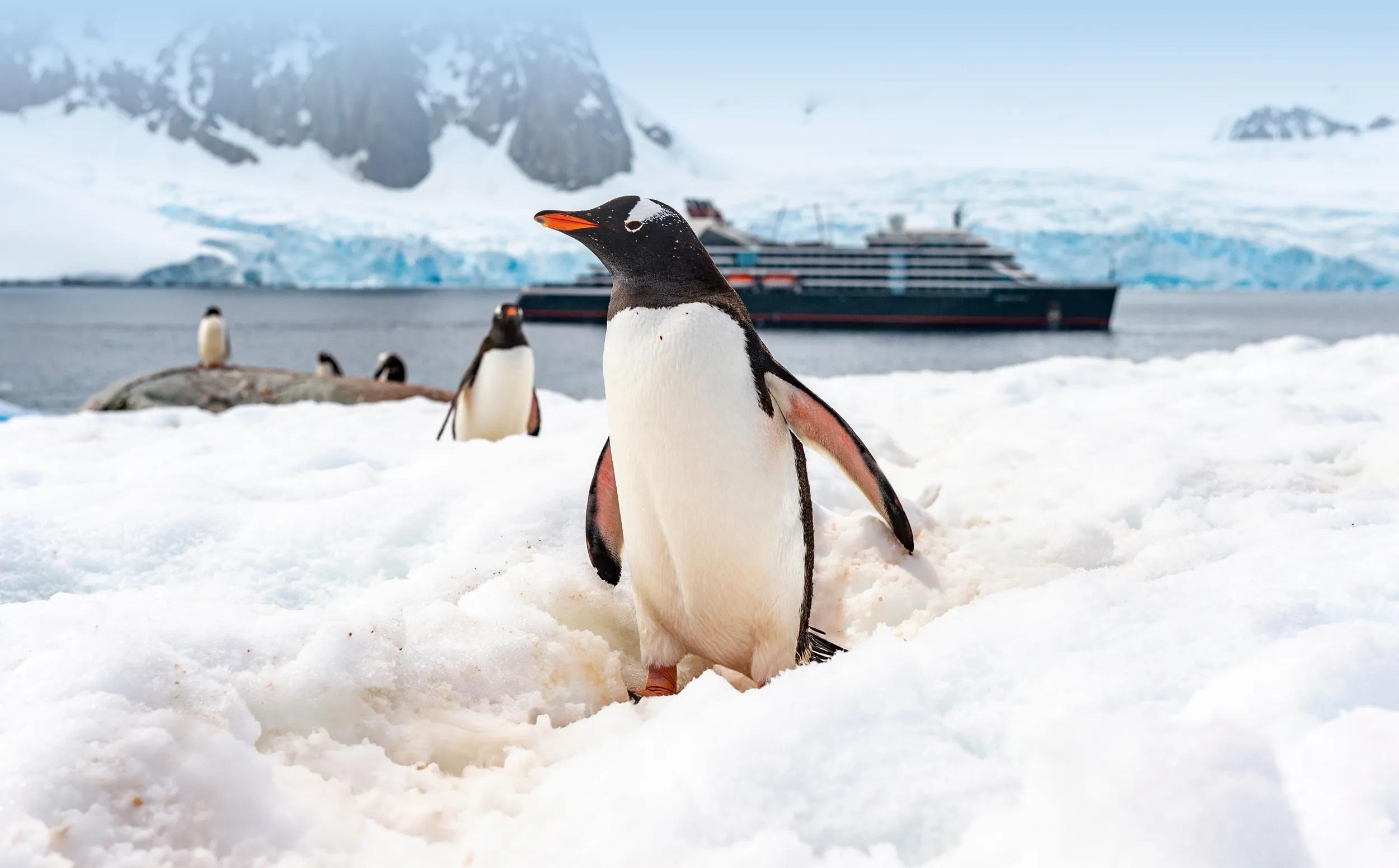 a-ship-seabourn-venture-penguins-antarctic-peninsula-credit-supplied