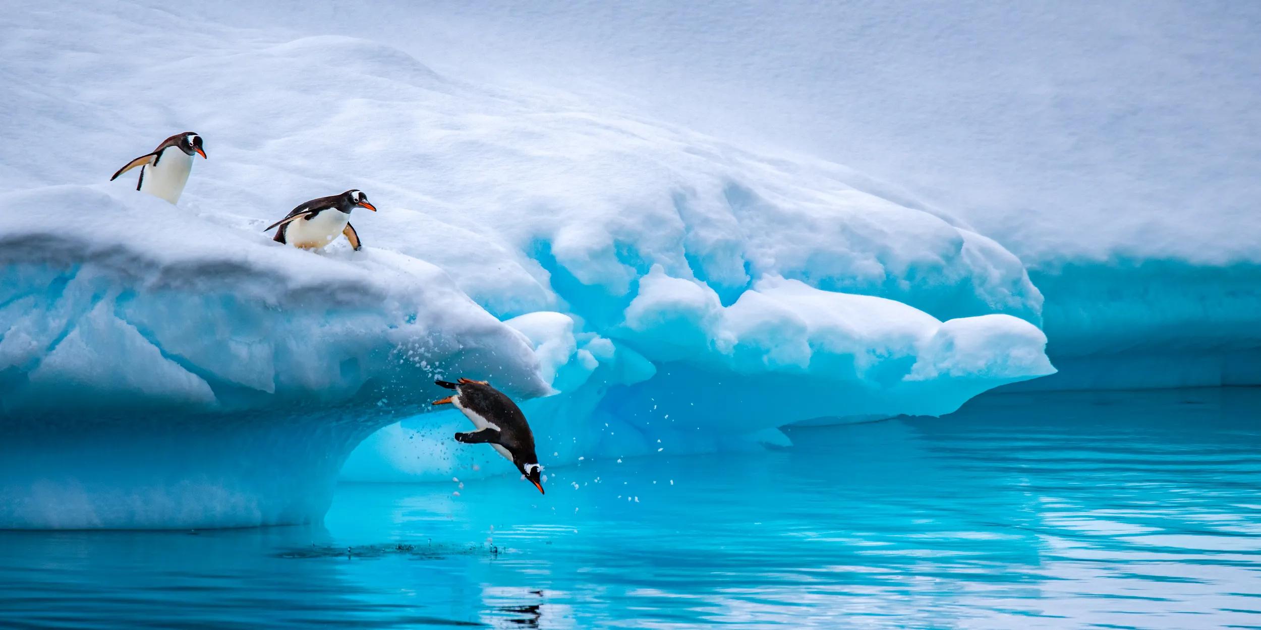 A trio of gentoo penguins lines up single file at the edge of a glowing blue iceberg and begins diving off into the frigid ocean water.