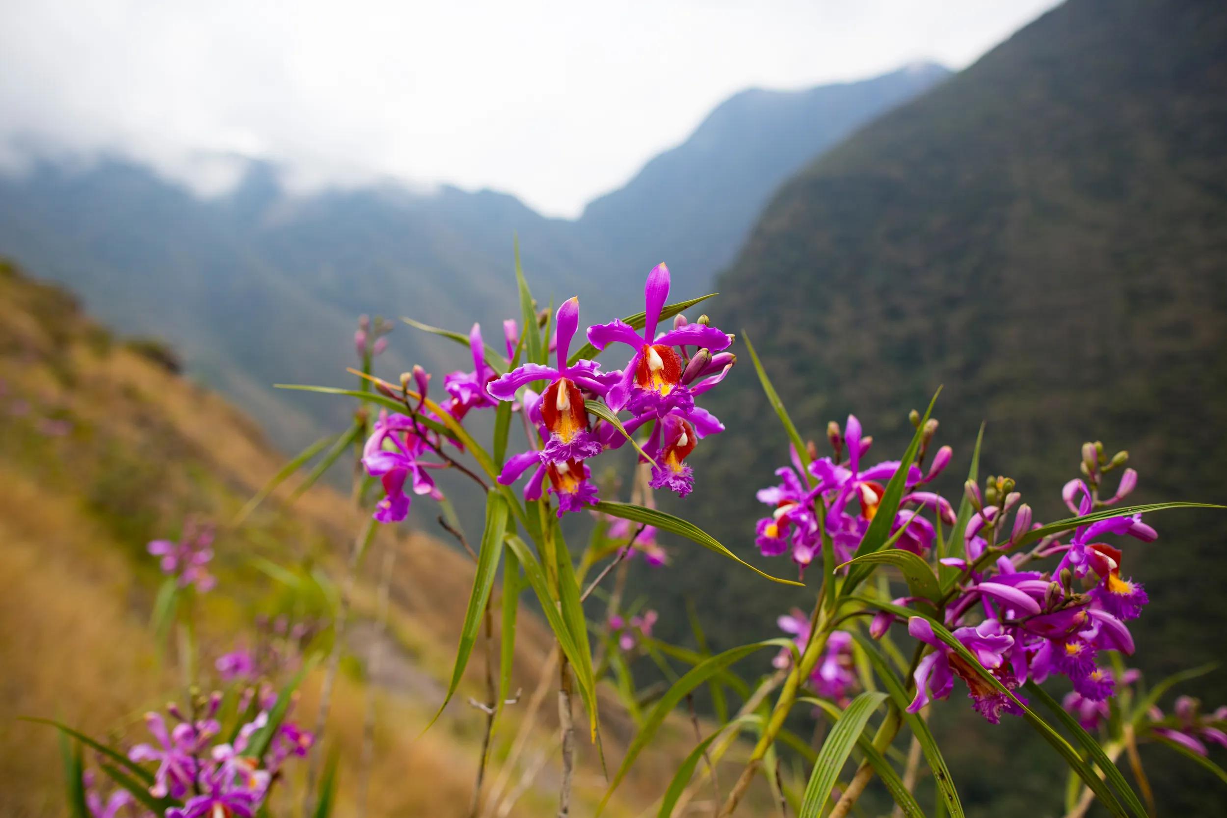 Wild pink orchid on the Inca trail near Cuzco