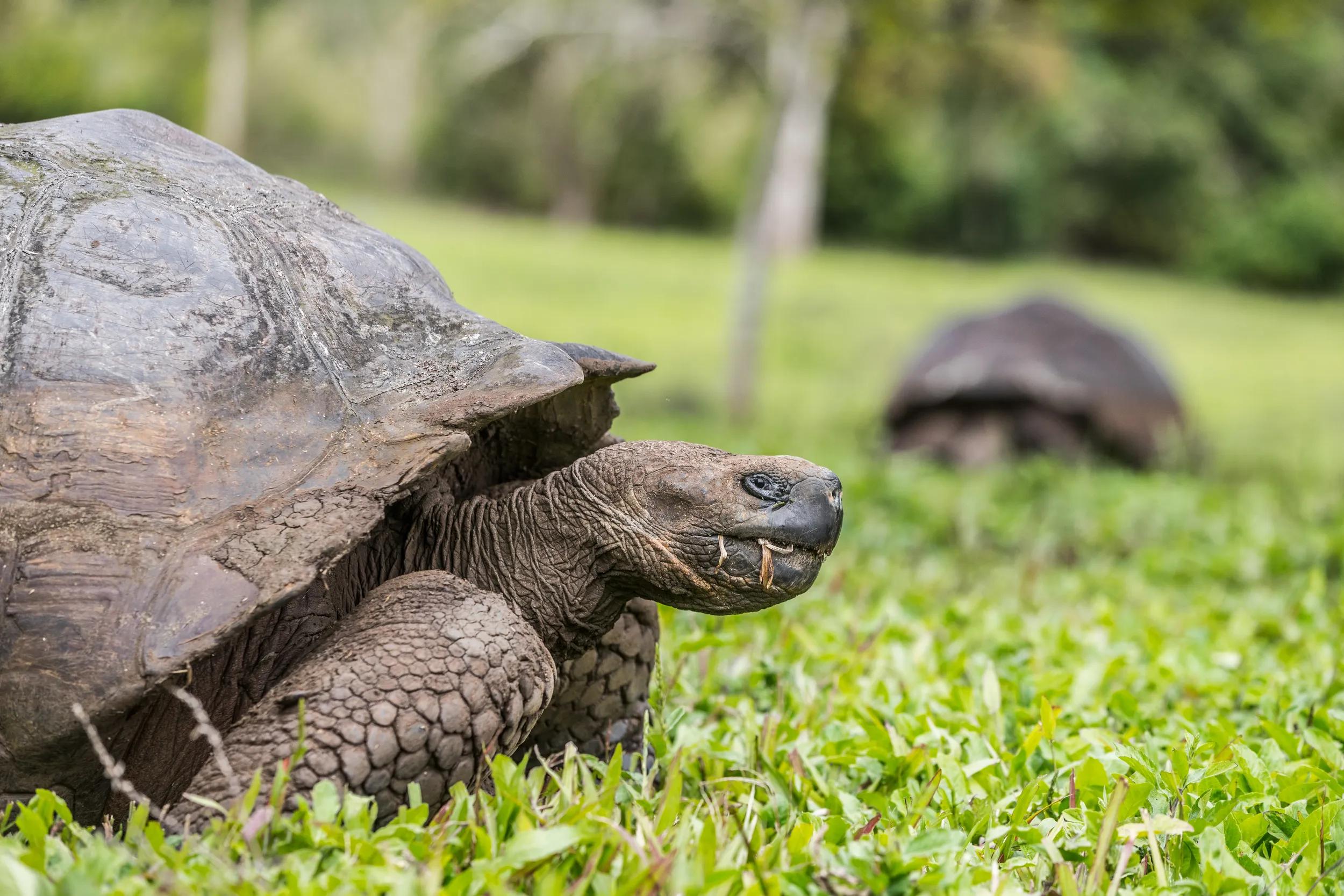 Galapagos Giant Tortoise walking on Santa Cruz Island in Galapagos Islands.