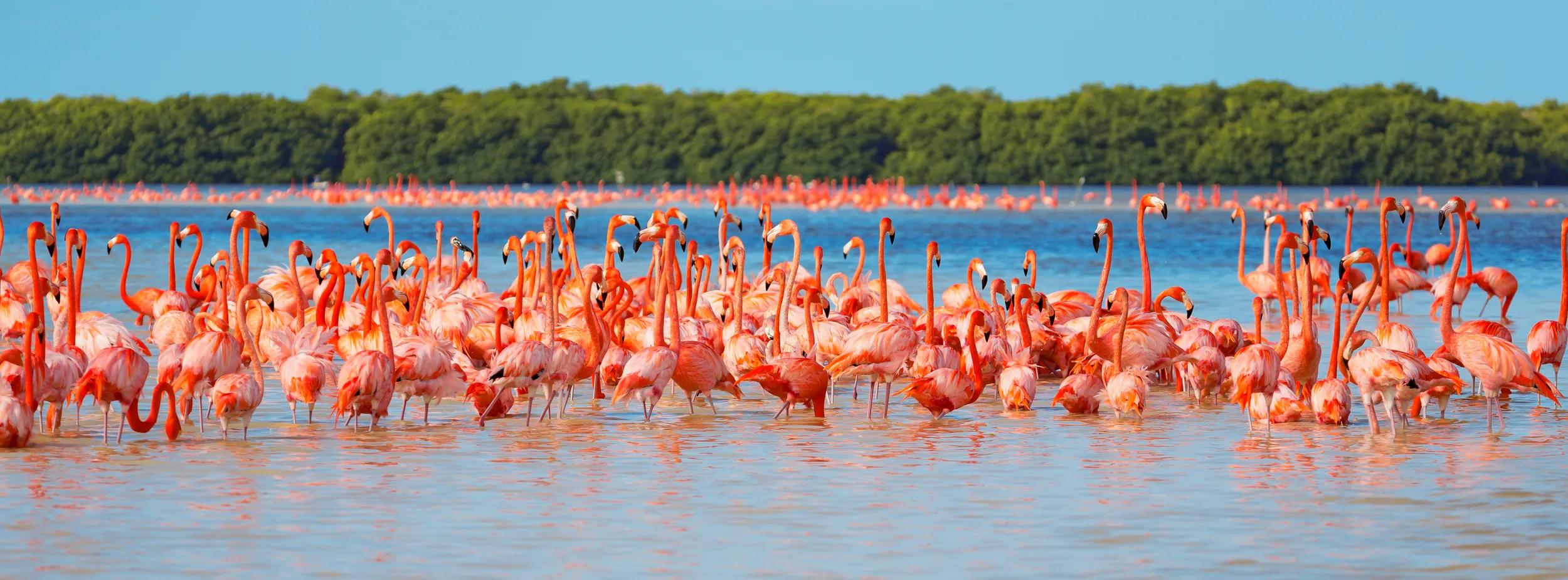 Flock of American Flamingo or Caribbean flamingo at the lagoon of Celestun, Yucatan peninsula, Mexico.