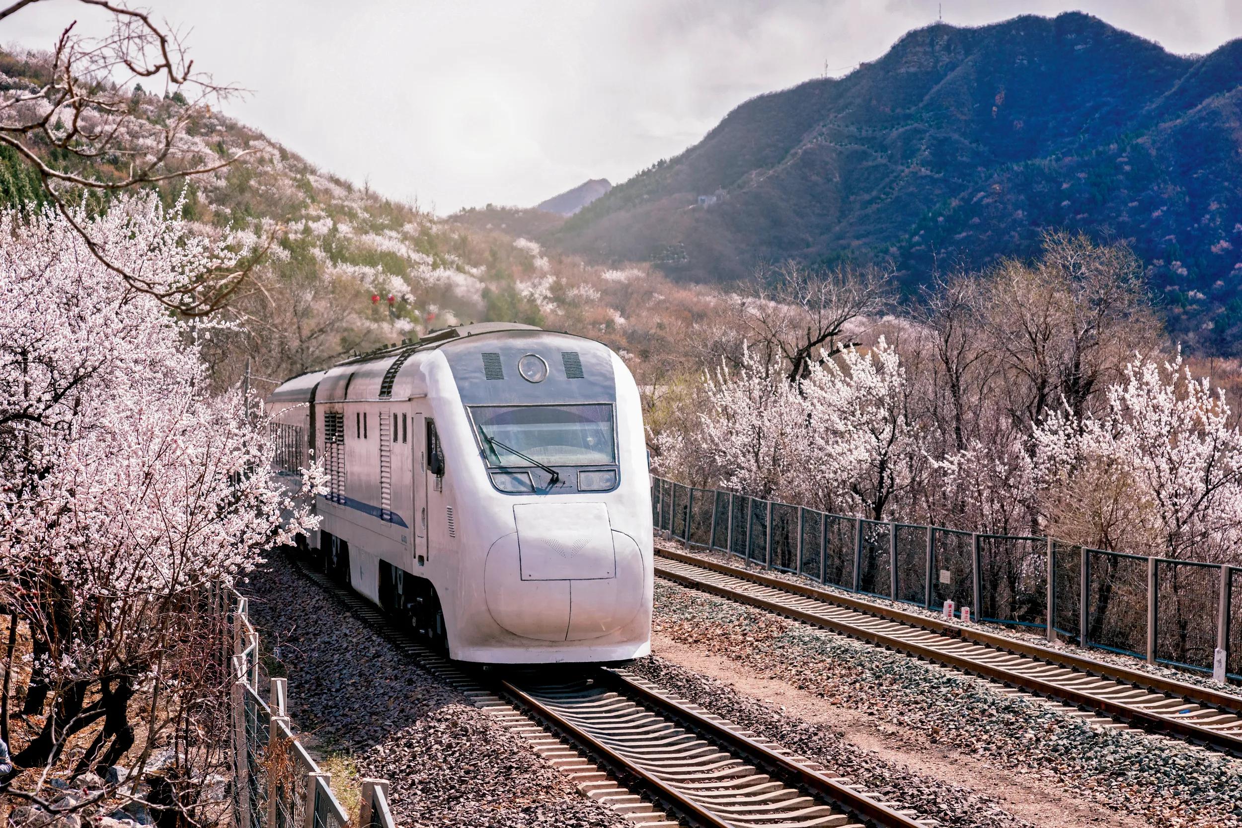 Train and Sakura or Cherry Blossom trees in Beijing, China
