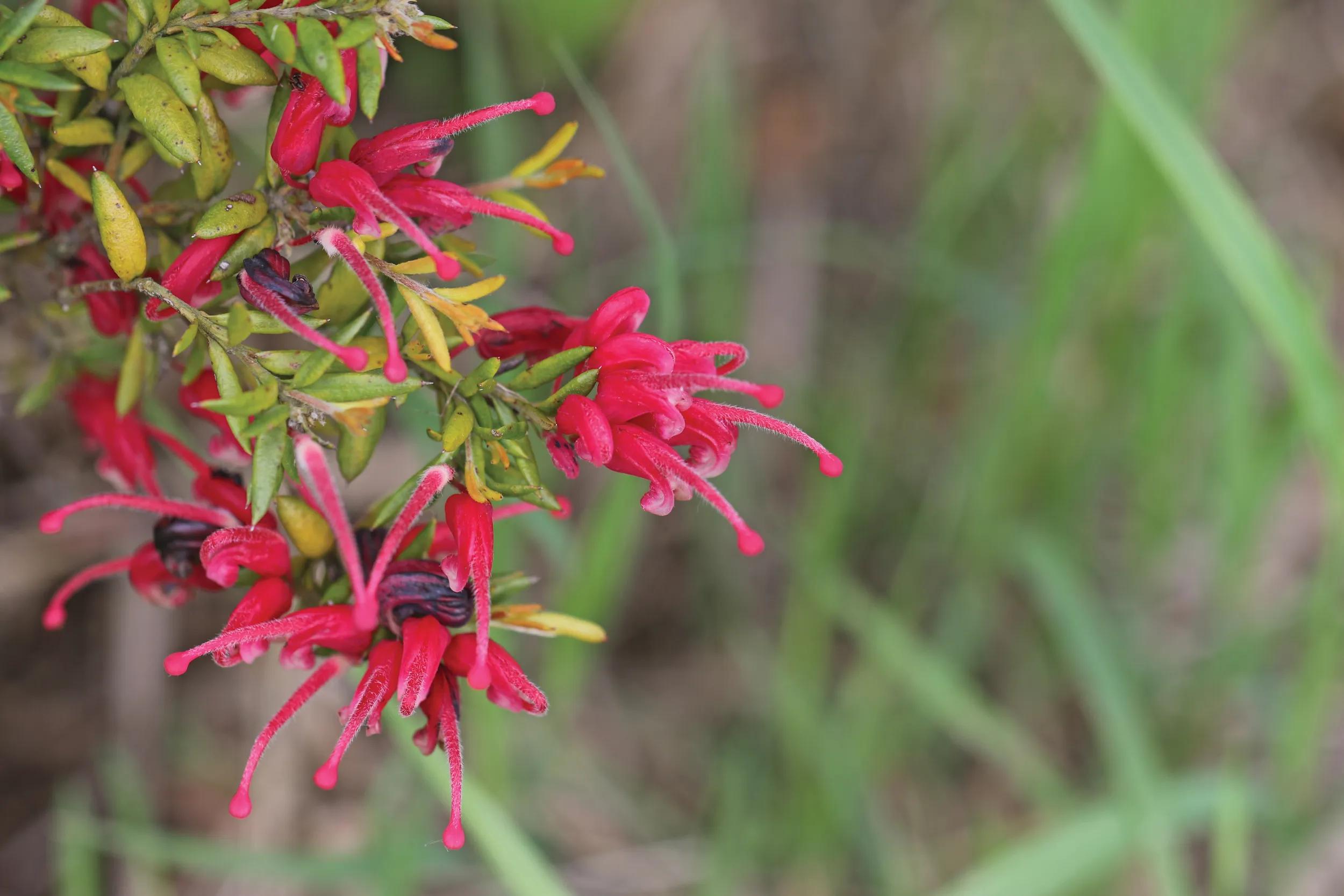 grevillea lavandulacea flowers commonly called a lavender grevillea or spider flower native to australia on a bush in spring in Italy