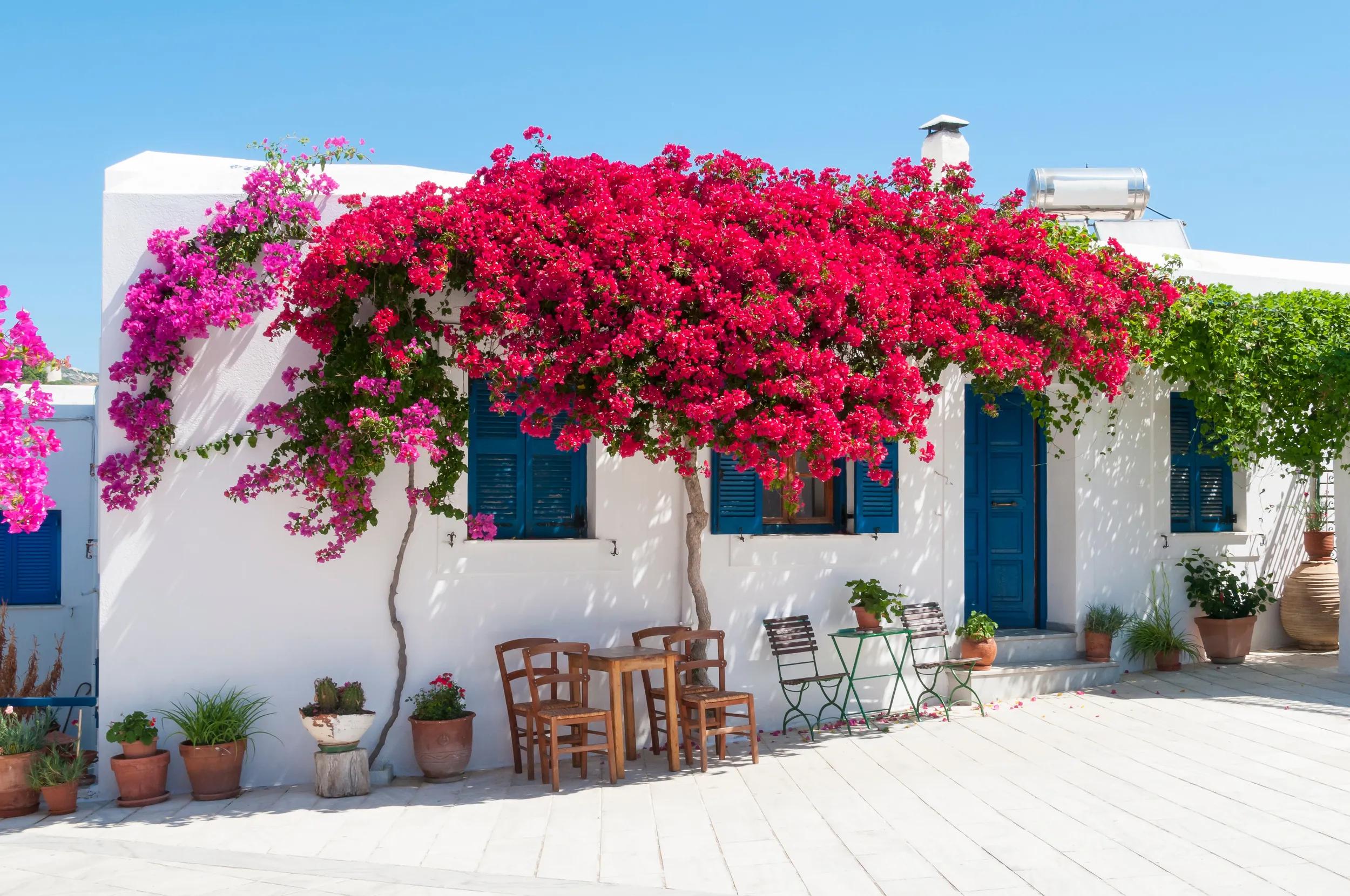 A Greek terrace with typical wooden chairs on the island of Paros. The house is covered in bougainvillea.