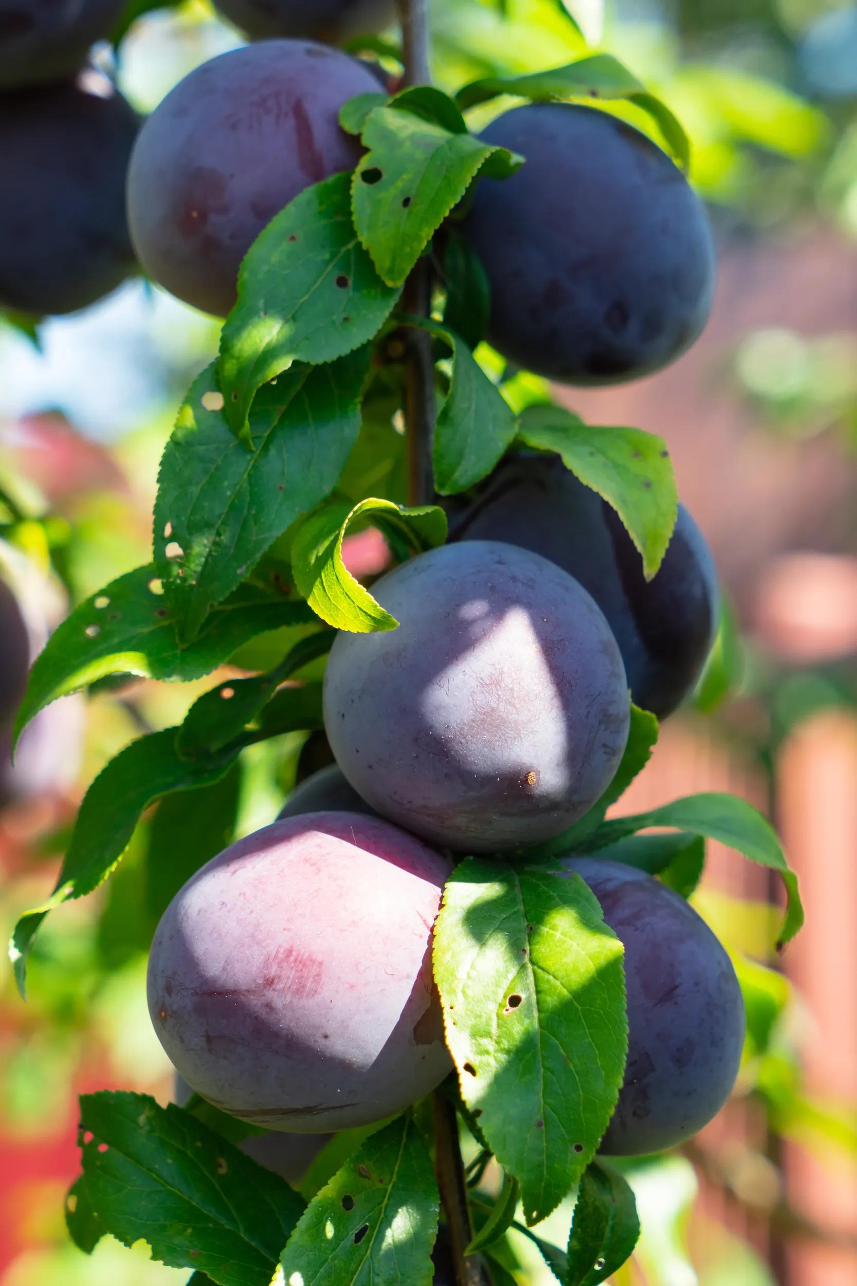 t-generic-plum-orchard-close-up-2409980947-s