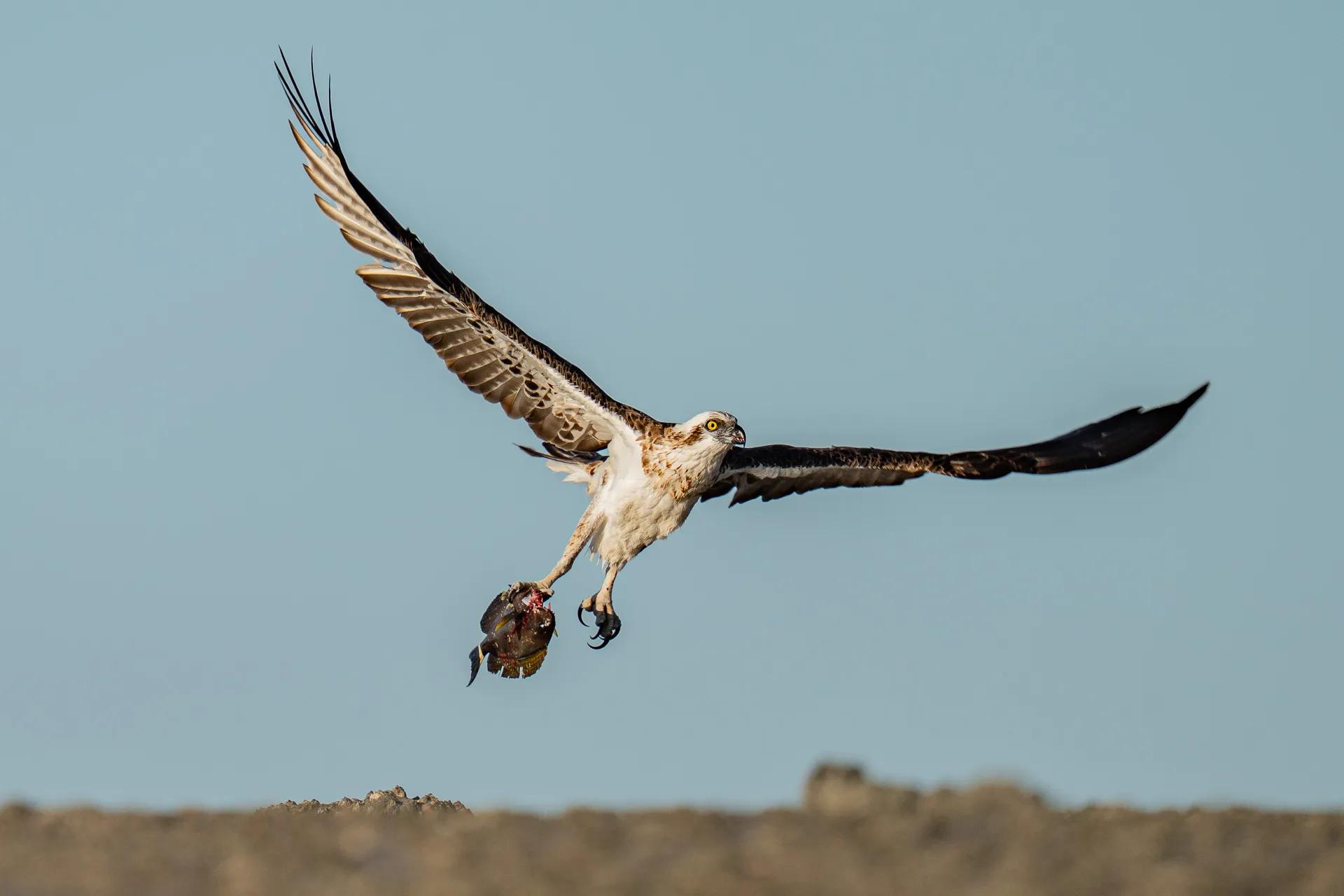 Eastern Osprey bird in full flight with it's catch, Montgomery Reef/Freshwater Cove, Seabourn Pursuit Kimberley Coast Voyage Aug 2025