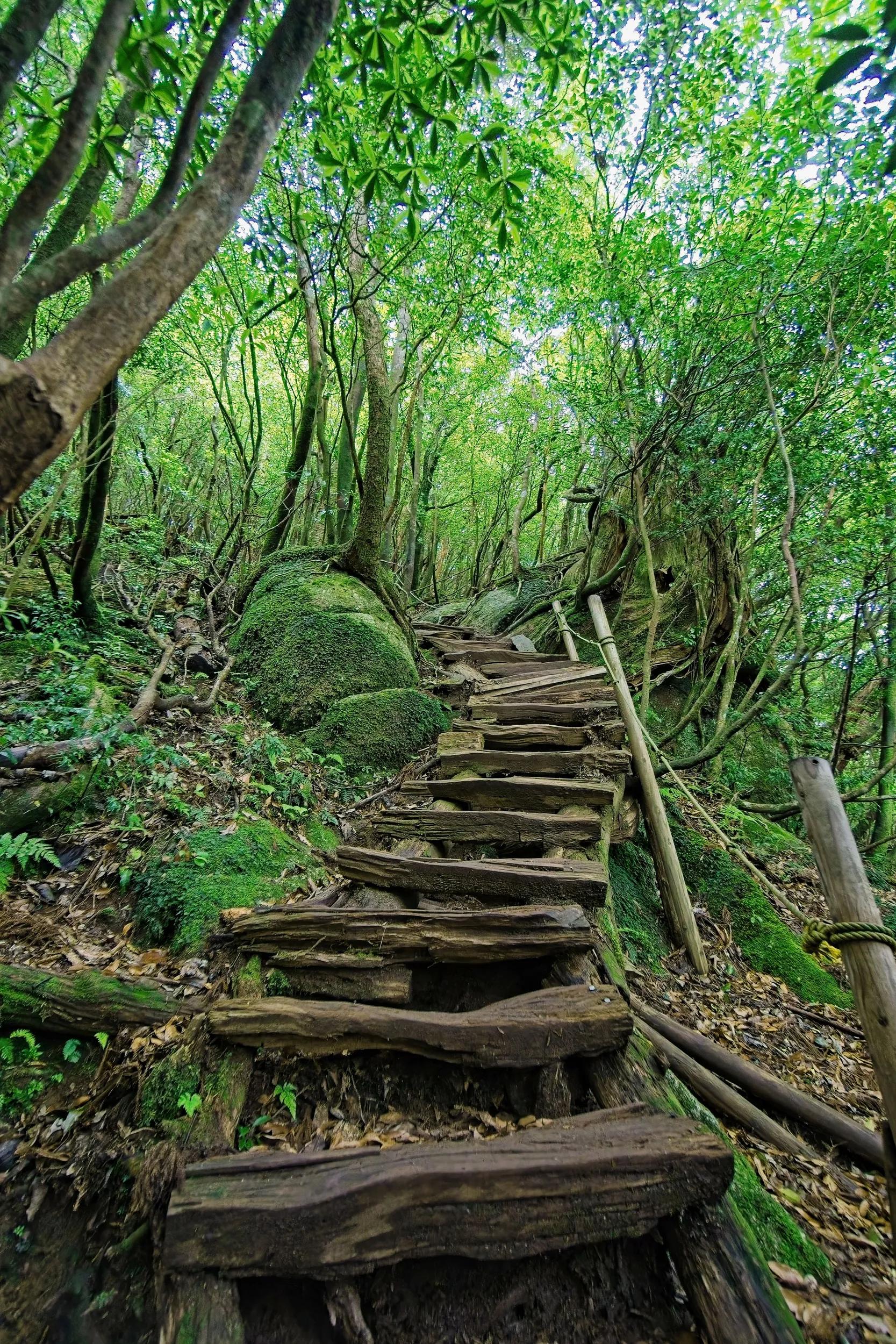 Wooden stairs going up in the Shiratani Unsuikyo Ravine forest, Yakushima, Kyushu,  Japan