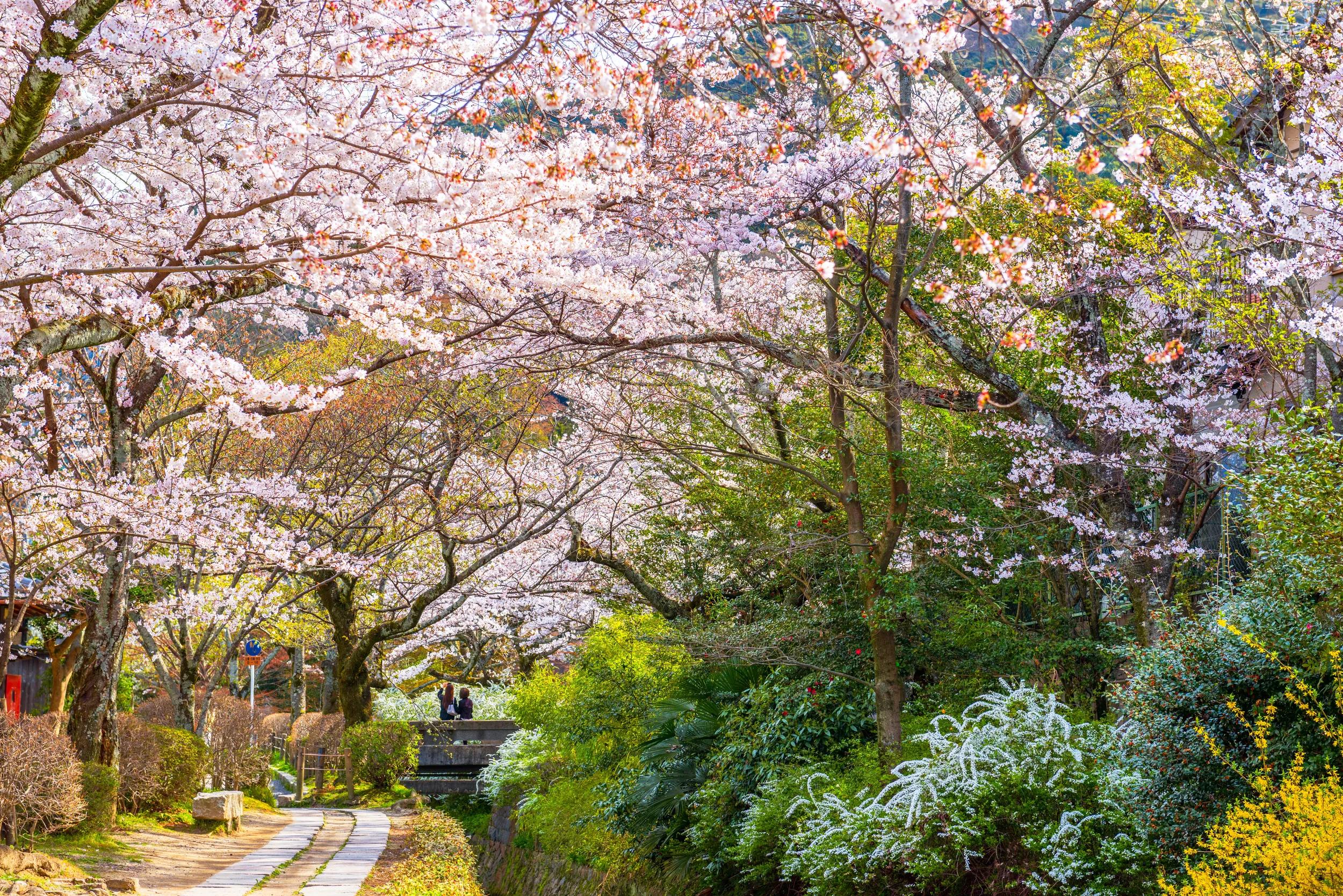 Kyoto, Japan at Philosopher's Path during spring season.