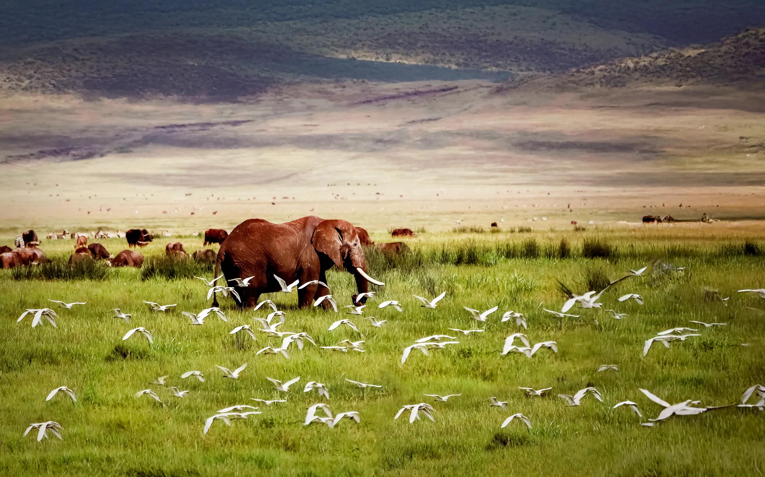 African elephant and birds in the Ngorongoro crater in the background of mountains