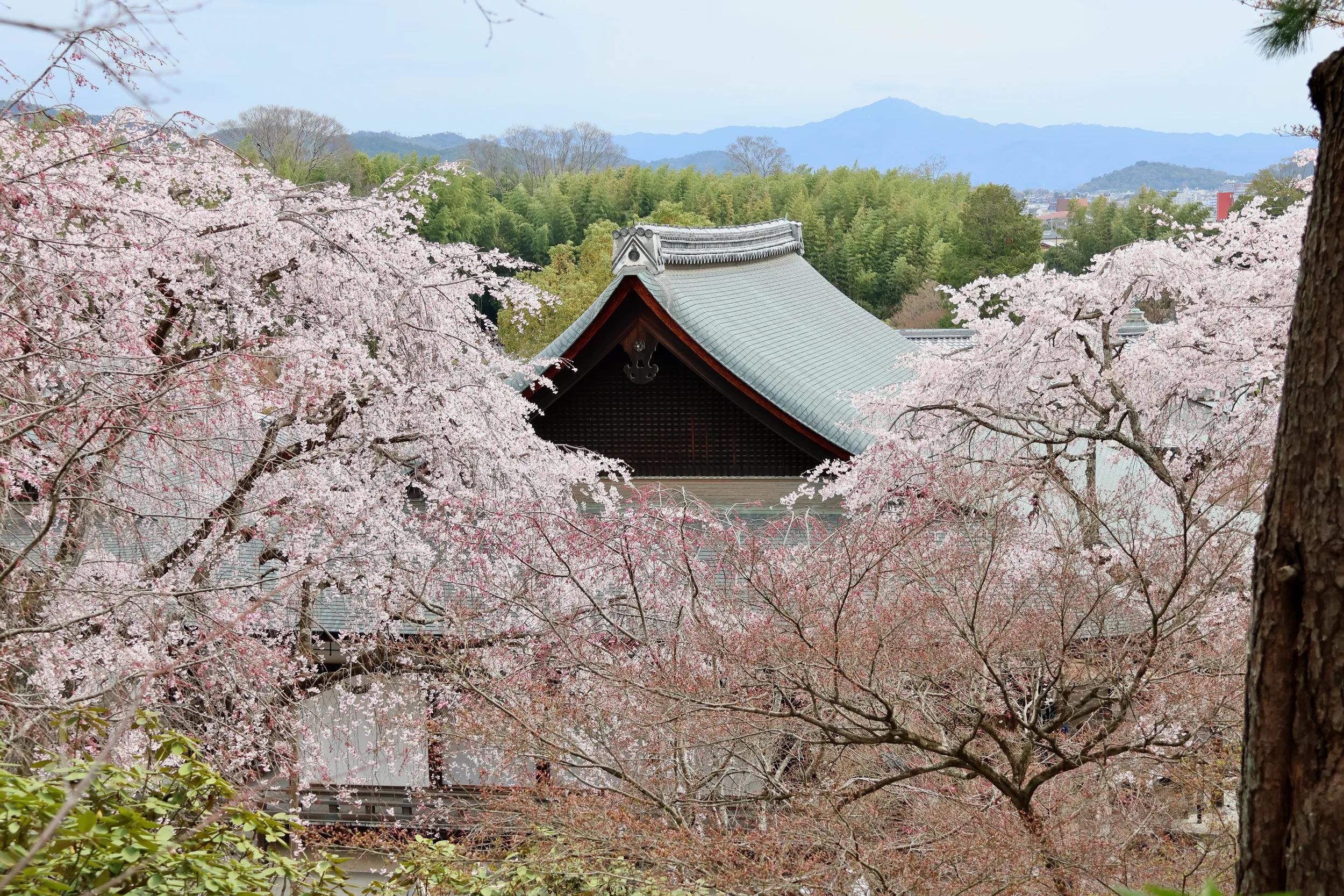 Image provided by guest Wayne Gill for APT digital social and marketing platforms only.