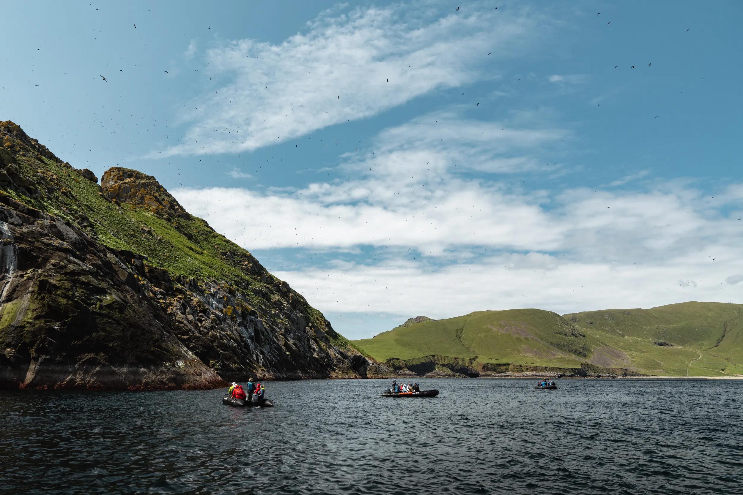 guillemots and razorbills fliying around St Kilda, Scotland.
