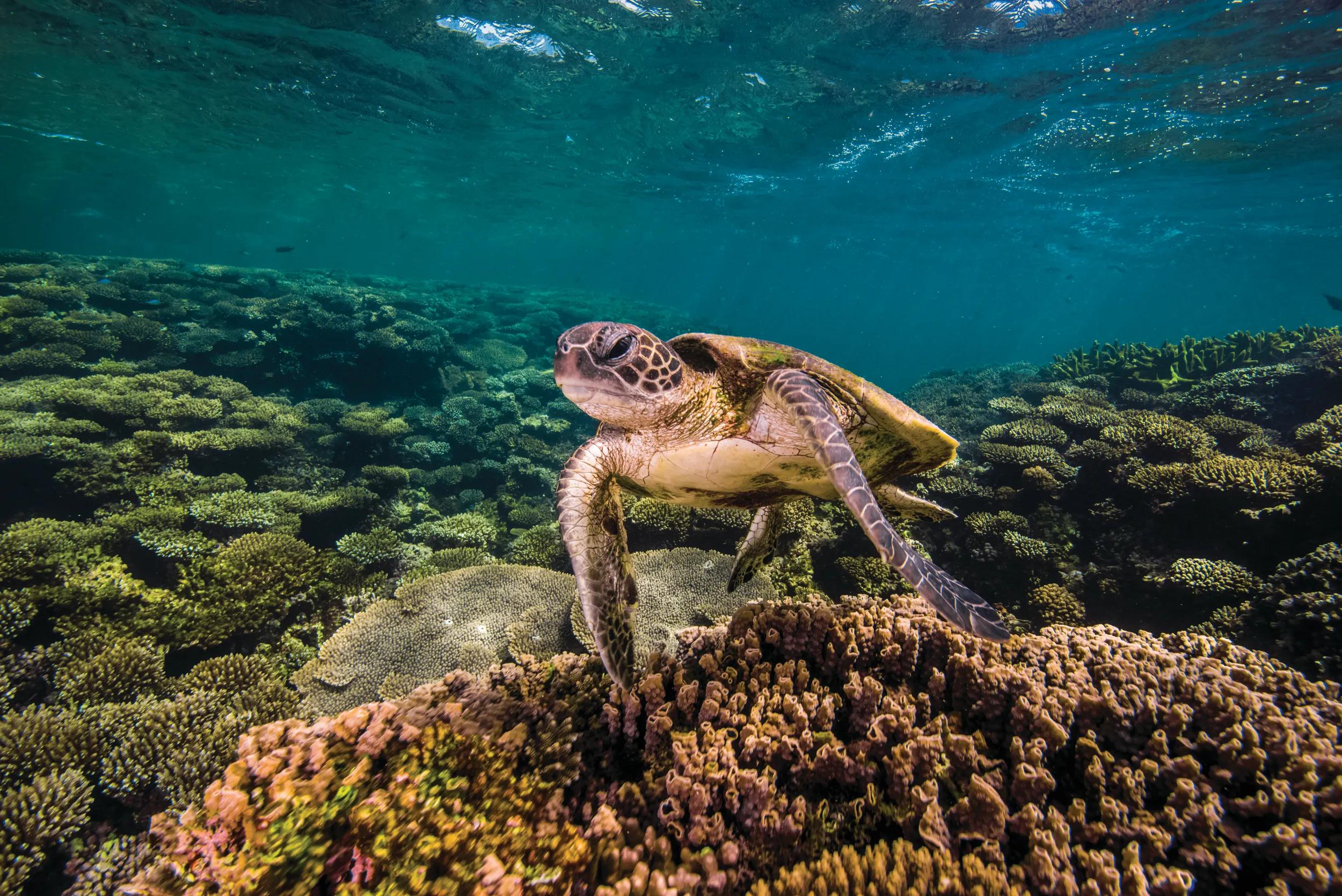 Geographically limited to use in Australia, New Zealand, Canada, USA and UK.